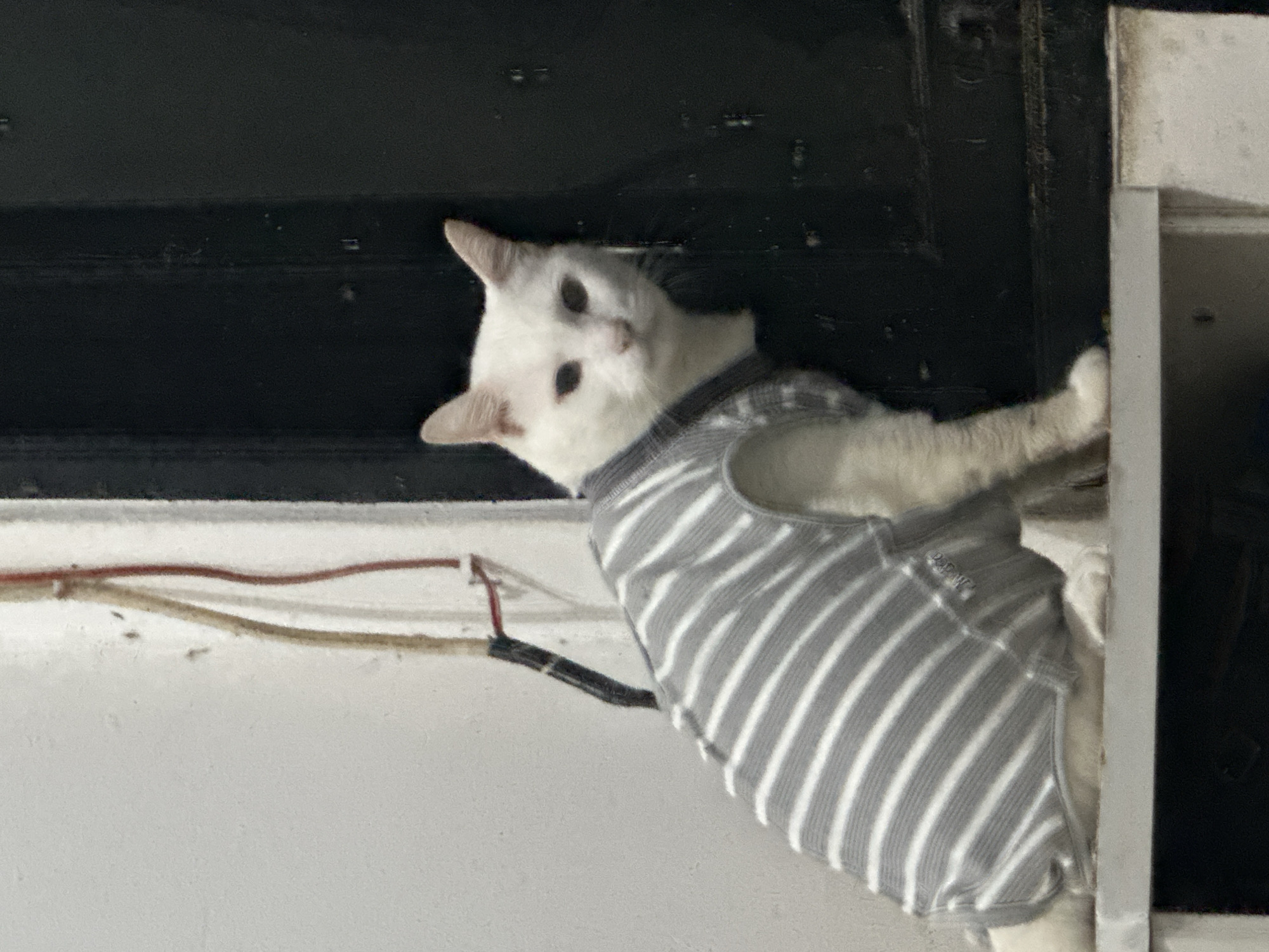 A white cat wearing a gray and white striped vest is looking at the camera. The cat is positioned in the corner of a room or structure with dark and light walls. Electrical wires are visible. The location is North Jakarta, Indonesia.