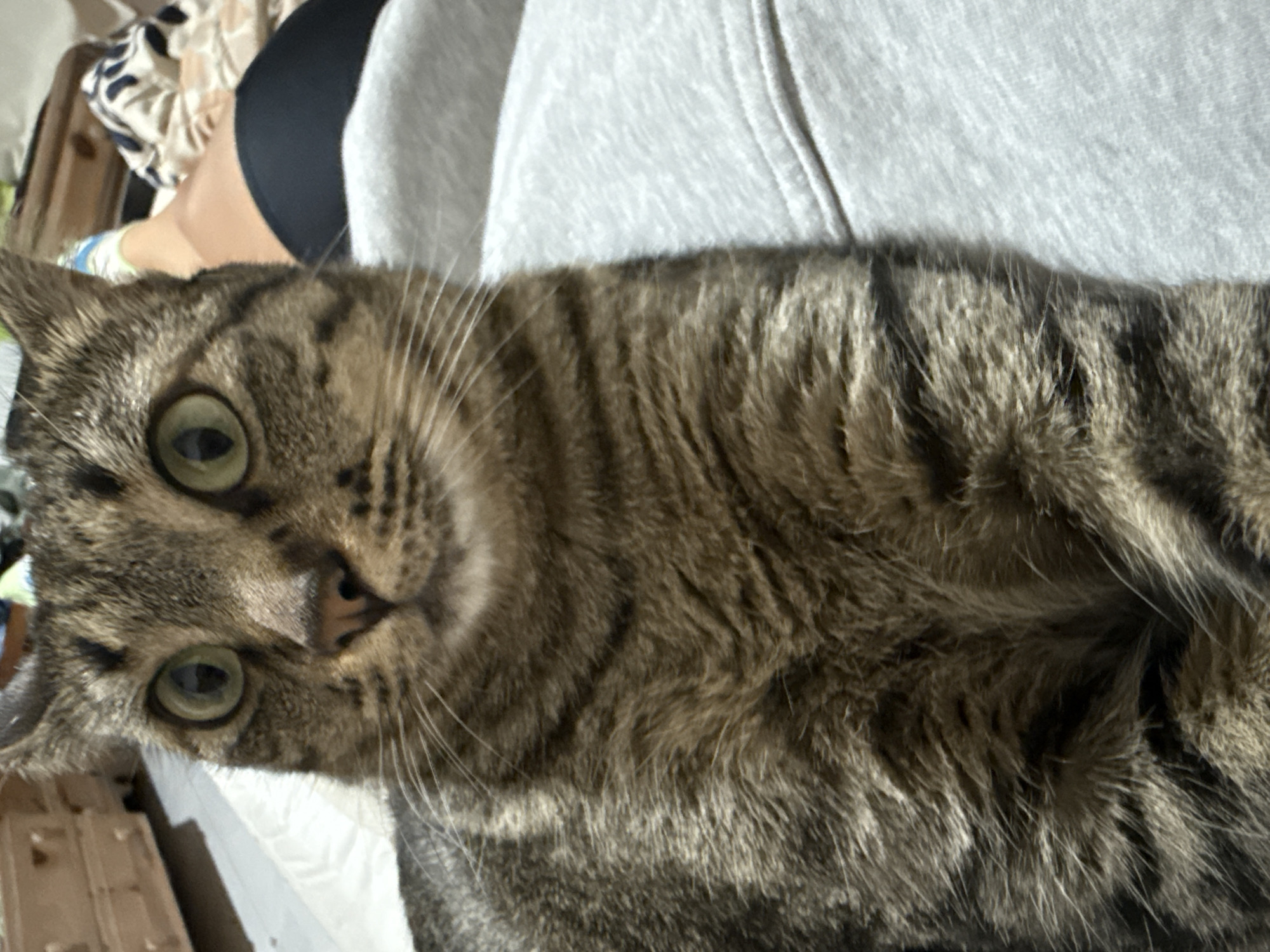 A close-up, rotated image shows a brown tabby cat lying on a person's chest, possibly on a bed. The person is wearing a light gray sweatshirt and a black garment. The cat is staring at the camera with wide, green eyes. The background is slightly blurred and shows bedding and other furniture. There is no evidence to suggest the location is Puebla, Mexico.