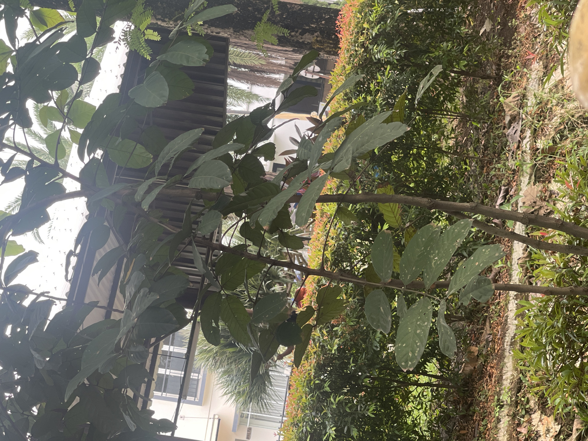 The image depicts an outdoor scene with lush greenery in the foreground and a building in the background. A young tree with large, dark green leaves occupies the center of the frame, with its branches reaching towards the top. Behind the tree, a dense hedge with vibrant green and reddish-orange foliage forms a natural barrier. In the upper part of the image, a building with white walls and windows is visible, partially obscured by the tree's foliage and a corrugated roof structure. Palm trees and other foliage can be seen around the building. The ground is covered with fallen leaves and soil, with some smaller green plants growing in the lower foreground. The overall impression is of a tranquil, semi-urban environment, possibly a garden or park area adjacent to a residential or commercial building. The lighting suggests it is daytime, with overcast skies. The location is identified as South Tangerang, Indonesia.