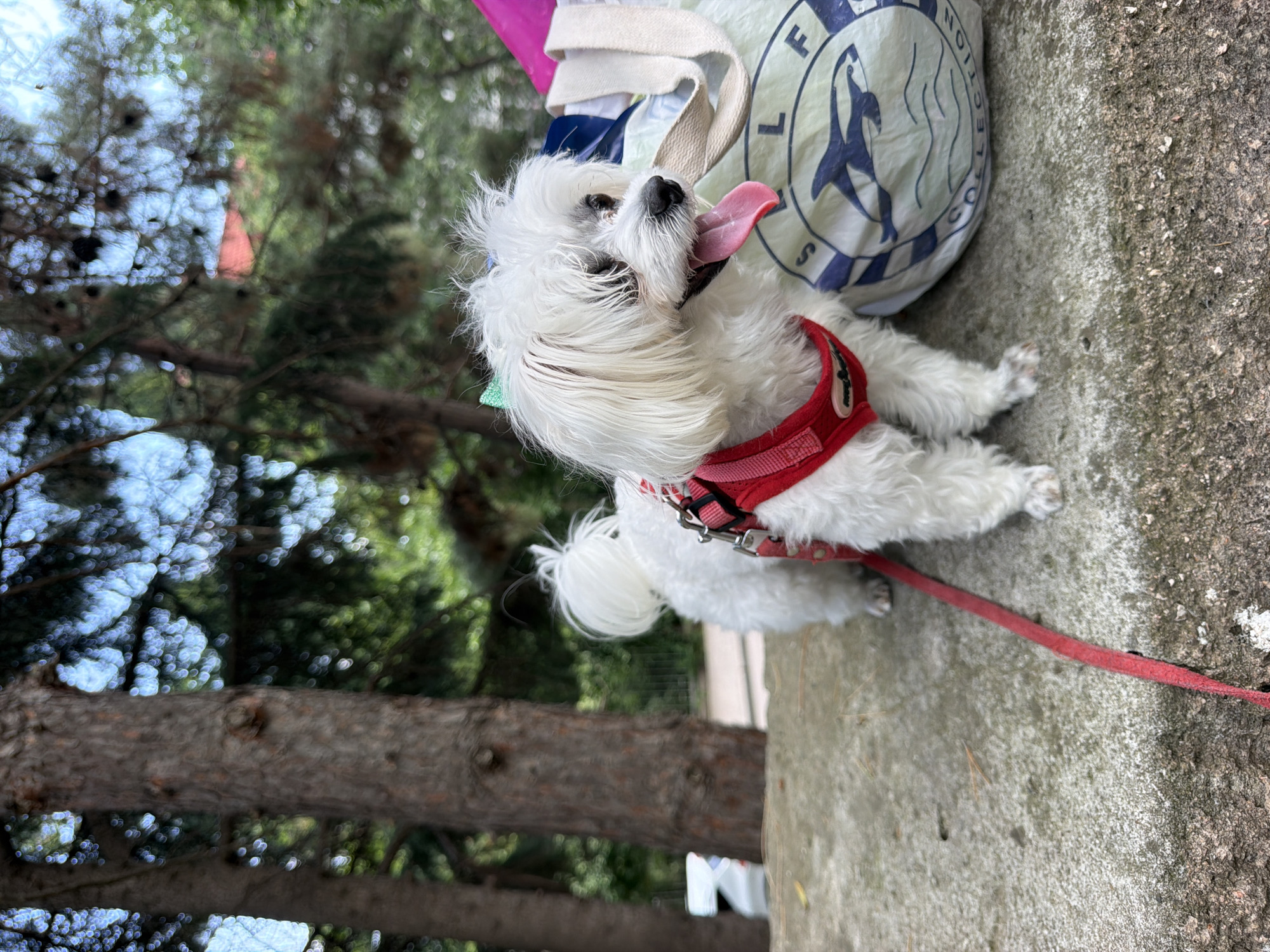 A white fluffy dog with a red harness and leash is standing on a stone ledge outdoors. The dog is panting with its tongue hanging out. Behind the dog is a large bag with a blue and white design featuring orcas and the text "COLLECTION." In the background, there are trees, foliage, and a building. The environment suggests a park or recreational area. The image is taken in Partenit, Ukraine.