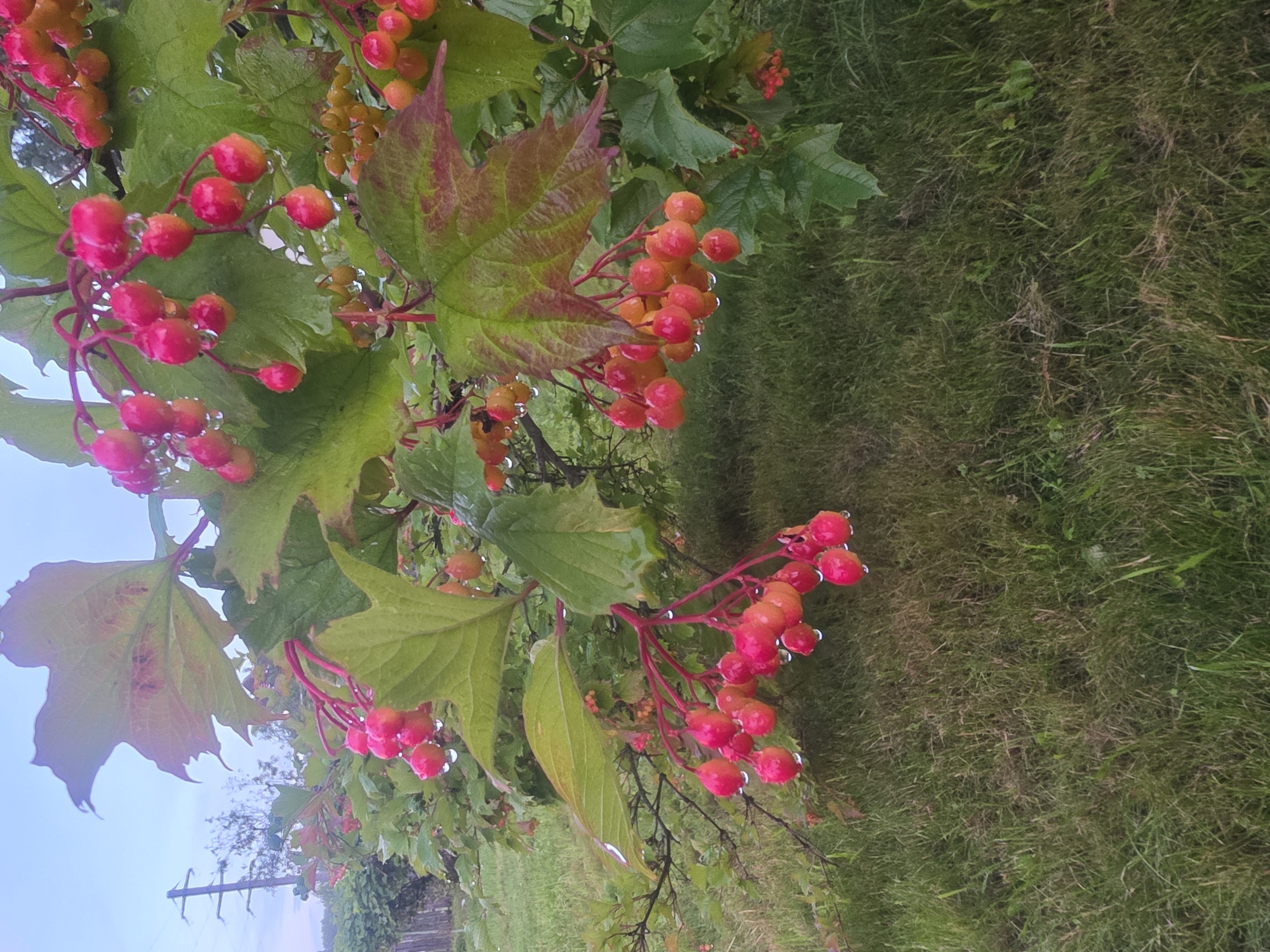 The image shows a close-up of a bush with bright red berries and green leaves, glistening with water droplets, suggesting it has recently rained. The berries are clustered together on thin red stems, hanging from the branches. The leaves are large and veined, with some showing a reddish tint on the edges. The background is blurred, showing more foliage and a grassy area. In the far left background, a utility pole with power lines is visible, along with a wooden fence and some trees. The overall scene appears to be outdoors, likely in a garden or natural setting, with a slightly overcast sky. Without specific landmarks or distinctive features, it is impossible to pinpoint the exact location within Ryazan, Russia. However, the presence of a utility pole, fence, and a bush with berries is consistent with a residential or semi-rural environment.