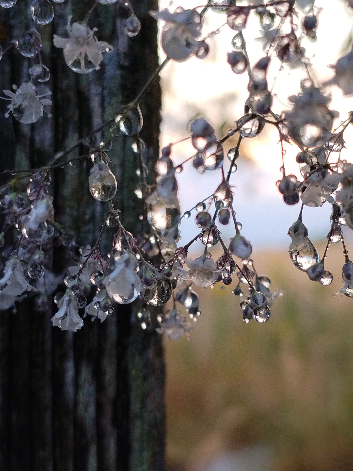 A close-up, low-angle shot captures delicate white flowers and their stems covered in glistening water droplets. The droplets act as tiny lenses, magnifying and distorting the surrounding elements, including the texture of a dark, weathered wooden post in the background and the soft, blurred tones of an outdoor environment. The lighting suggests it is either early morning or late afternoon, with a gentle, diffused light illuminating the scene from the upper right. The image is devoid of human presence and focuses solely on the natural elements. The location is identified as Bialynichy, Belarus.
