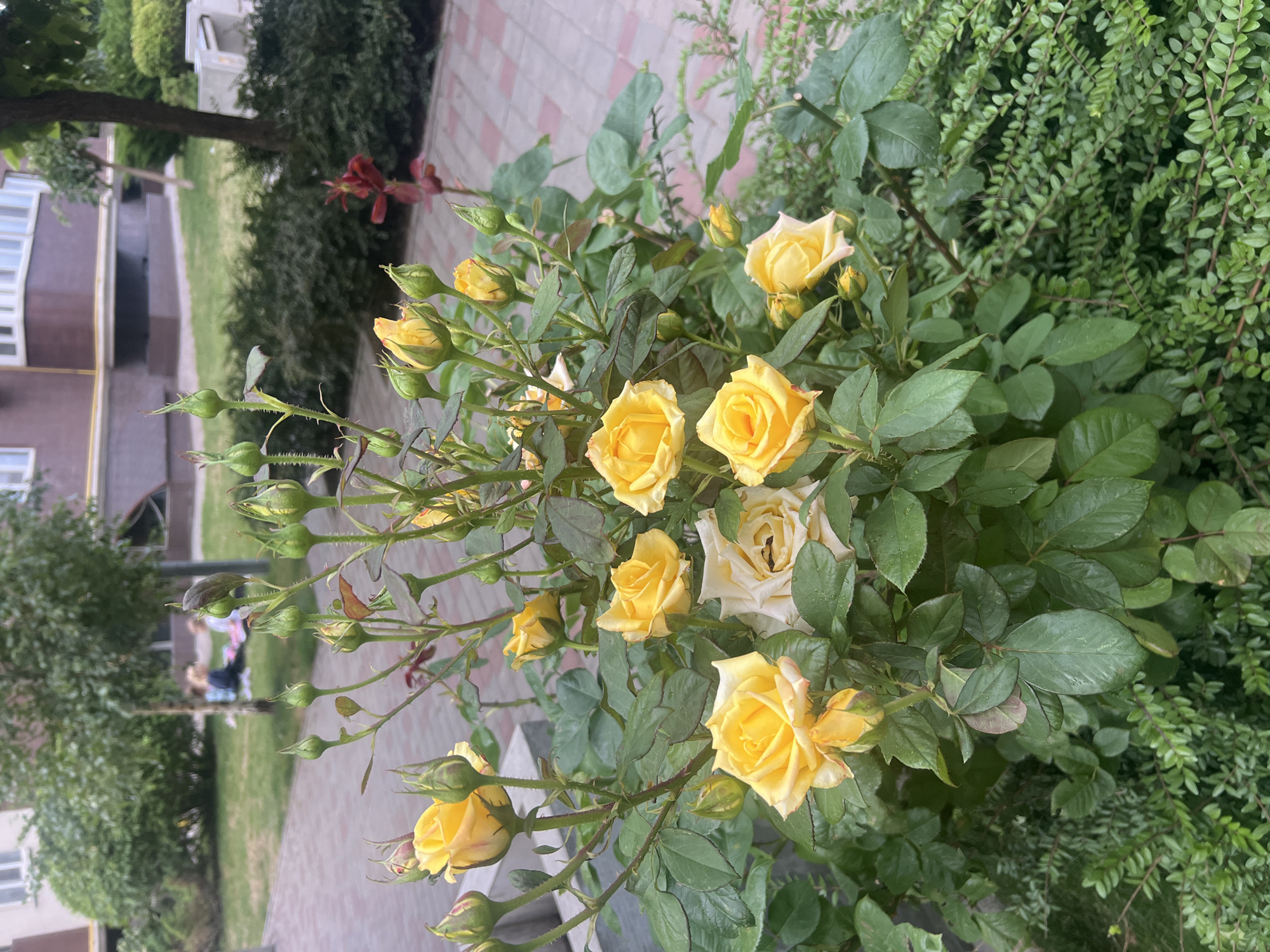 In Kryzhanivka, Ukraine, a close-up shot focuses on a blooming rose bush with yellow and cream-colored roses. The foreground is dominated by the vibrant green foliage and numerous buds of the rose bush. Several fully opened yellow roses are visible, their petals delicately unfurling. Interspersed among the flowers are unopened rose buds, some with a reddish tinge. A single cream-colored rose is also present, slightly faded. The background shows a blurred view of a paved area with a red and beige patterned walkway, a lush green lawn, and a building with brown and yellow facades. In the further background, two figures are seated on the grass near a tree, appearing to be children. A dark red, thin-stemmed flower is also visible to the right of the rose bush, in the mid-ground.