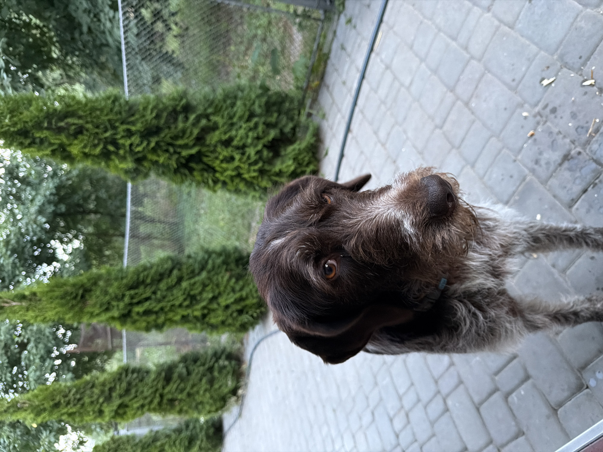 A close-up shot shows a brown and white wirehaired dog standing on a paved patio in what appears to be a backyard. The dog's head is turned to its right, with its eyes looking slightly down and to the right. The dog has a prominent white blaze on its forehead and muzzle. Behind the dog, a row of tall, green evergreen trees are visible, with a chain-link fence in the background. The environment suggests a residential area, likely in Kamianka-Buzka, Ukraine, given the context. The lighting indicates it may be daytime, possibly overcast or late afternoon. There are no other people or animals visible in the frame.