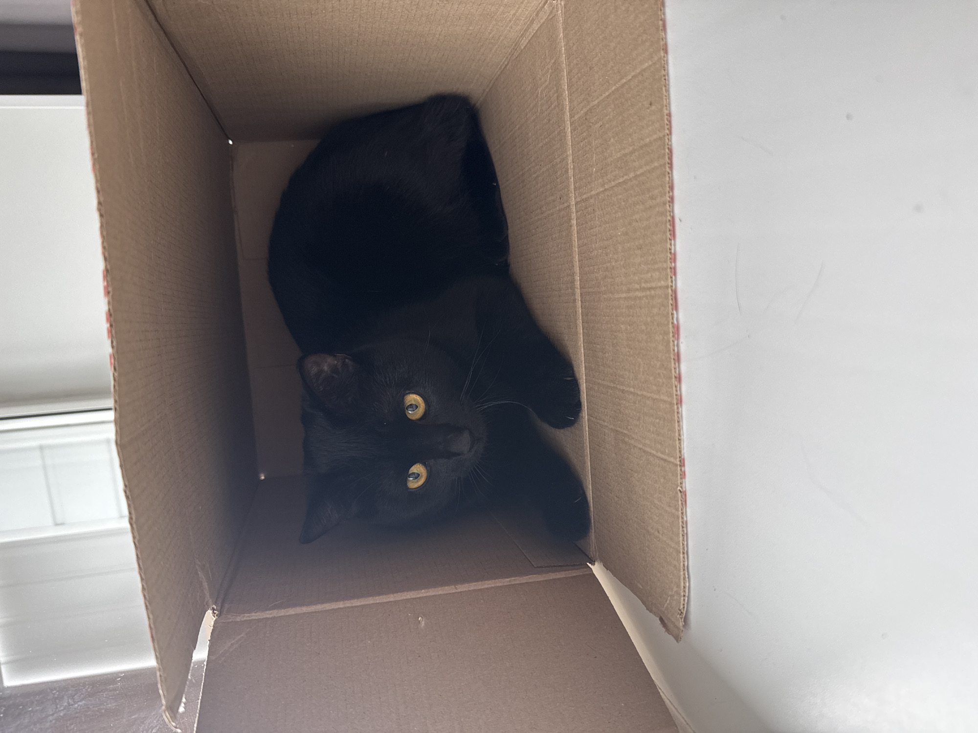 A black cat with yellow eyes lies inside a cardboard box. The box is placed near a white surface, possibly a window sill. The scene suggests an indoor setting. The location is not discernible from the image and cannot be determined to be Chaikovsky, Russia.