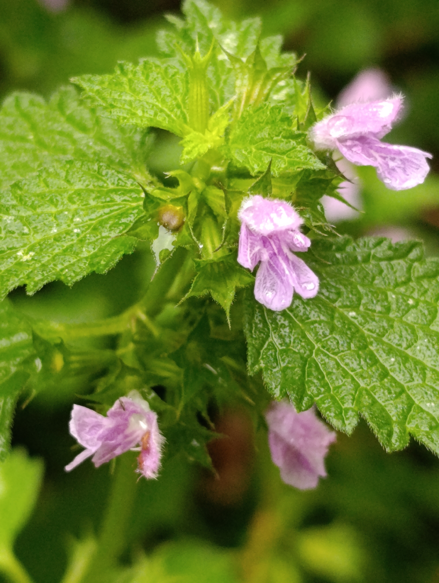 The image is a close-up, macro photograph of a plant with green, textured leaves and small, pale purple flowers. The flowers have a delicate, almost fuzzy appearance and some appear to have water droplets on them. The plant is likely growing outdoors, as indicated by the natural lighting and green, out-of-focus background which suggests foliage. There are no people or man-made objects visible in the image. The photograph is taken in Fastiv, Ukraine.