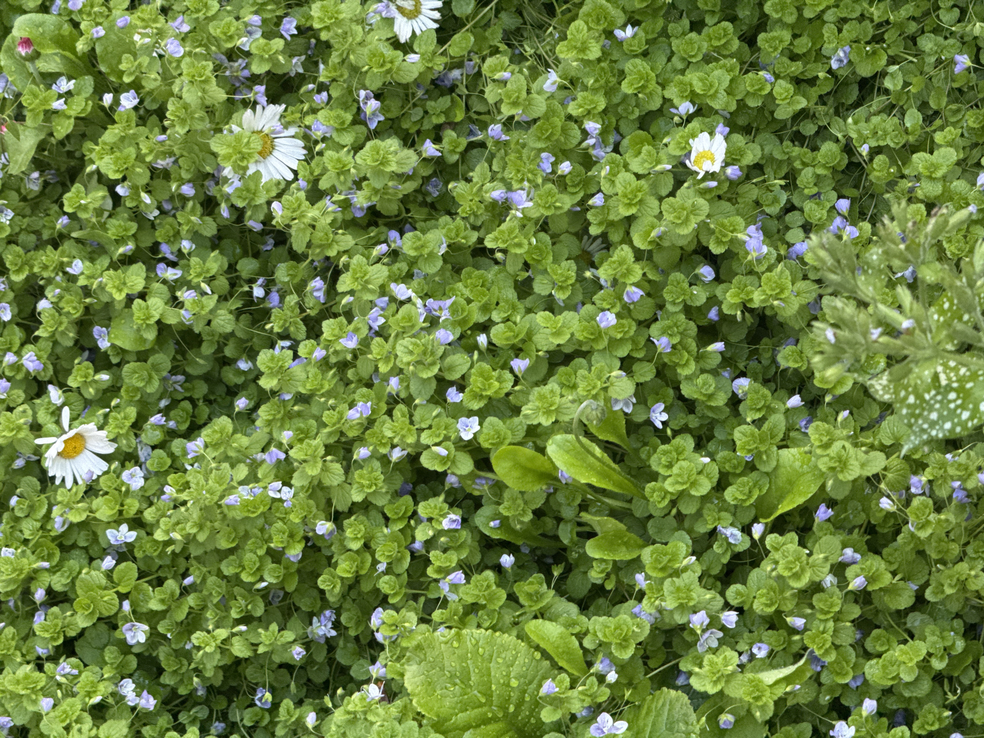 The image captures a vibrant, high-angle view of a dense patch of green ground cover interspersed with numerous small flowers. The dominant vegetation consists of small, light green plants with rounded or somewhat heart-shaped leaves, forming a rich, textured carpet across the entire frame.
Scattered throughout this green expanse are countless tiny, five-petaled flowers, predominantly in delicate shades of pale blue or light lilac. These small blossoms are abundant, adding a soft, colorful speckled effect to the foliage. Several larger white, daisy-like flowers with bright yellow centers are also visible, standing out against the green and blue background. One such daisy is prominent in the upper right, another in the bottom left, and a third towards the center. A budding flower with a reddish tint is partially visible in the upper left corner.
Towards the right side of the image, the leaves of another plant are visible, featuring distinctive white speckles, adding a different textural and visual element. Some leaves appear to have small water droplets, suggesting either dew or recent rainfall. The lighting indicates a daytime setting, highlighting the fresh, verdant hues of the plants and the subtle colors of the flowers. The scene depicts a natural, undisturbed garden or wild growth, full of life and detail. No human figures, animals, or discernible text are present. The location of this natural scene is Izhevsk, Russia.