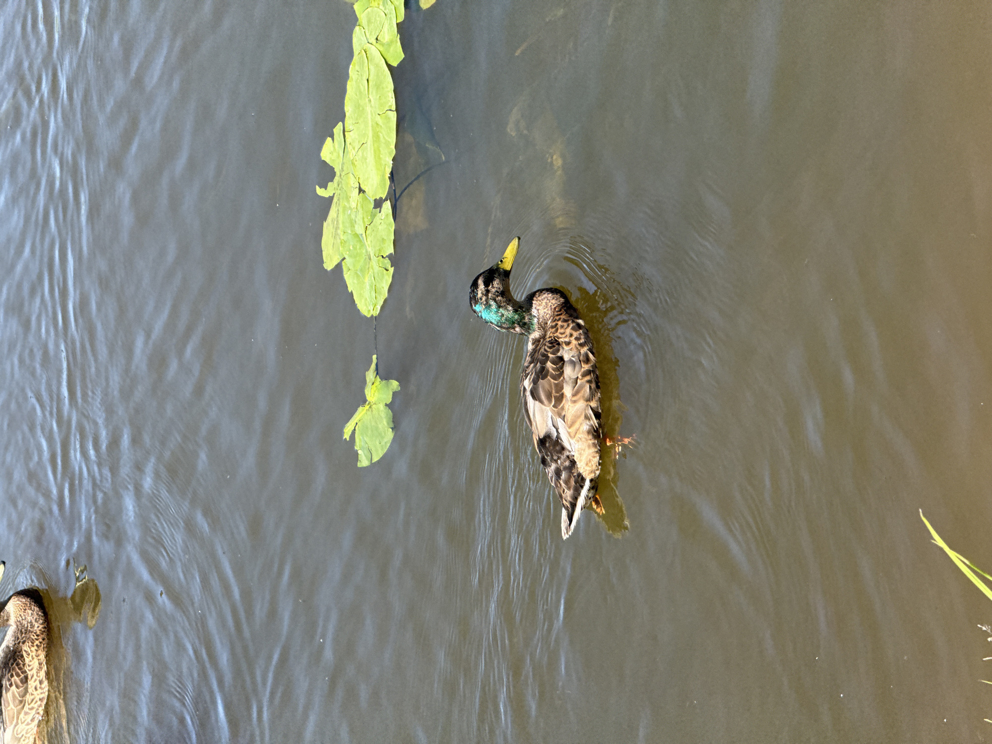 A mallard duck swims in murky water near lily pads. The duck is facing right with its head turned slightly towards the viewer. Its plumage is a mix of brown, black, and iridescent green on its head. The water is rippled, and a few green lily pads float on the surface. Another duck's back is partially visible in the upper left corner of the image. The location is the city of Unknown, Unknown.