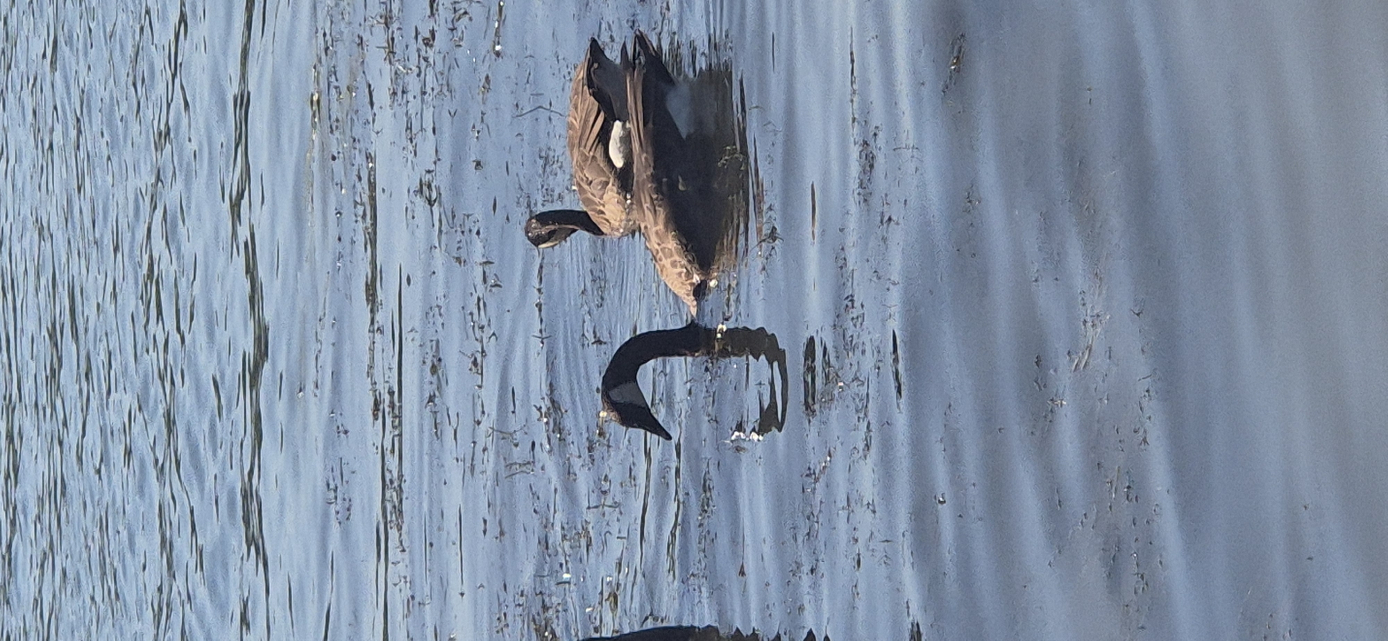 The image shows two Canada geese swimming in a body of water. The water is choppy and reflects the sky. There are small pieces of debris or vegetation floating on the surface. The goose in the foreground has its head and neck extended out of the water, facing left, with its beak pointing downwards. The second goose is partially visible behind the first, with its head turned to the right and its body submerged deeper in the water. The image does not provide any specific details about the city of Budenheim, Germany.