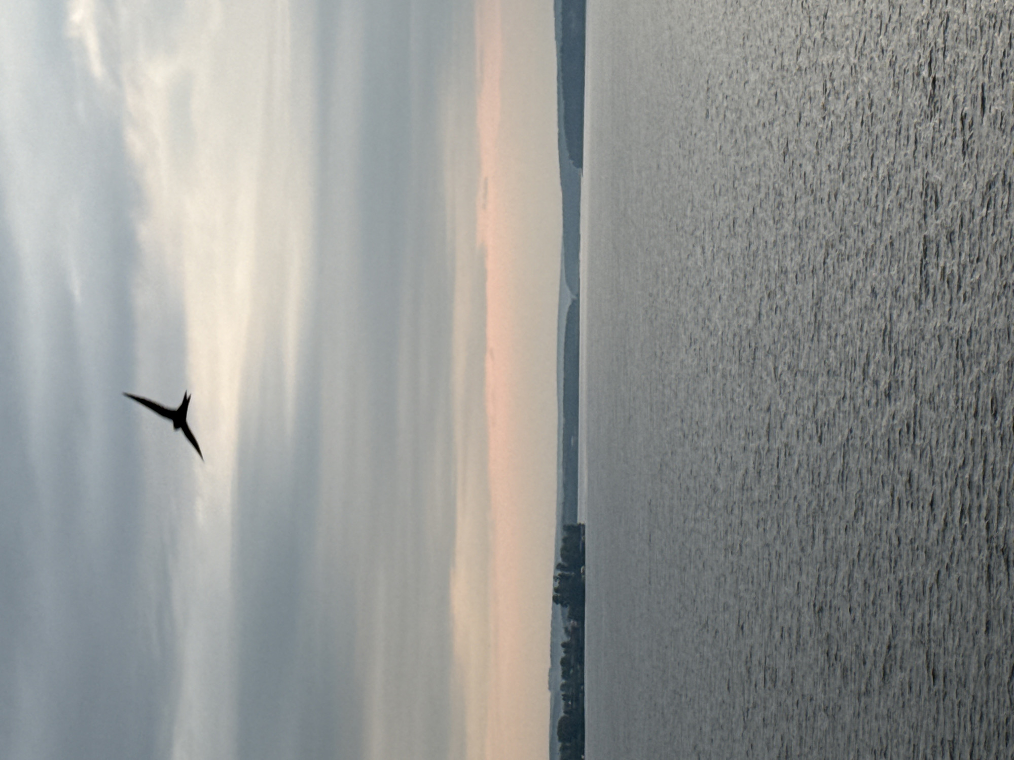 This media file depicts a serene natural landscape, likely a body of water like a lake or river, under an overcast sky. The image is oriented vertically, presenting a division between the sky and the water.
On the left side, the sky is filled with soft, diffused light, suggesting either dawn or dusk. Wisps of clouds are visible, some appearing bright and luminous while others are darker. A striking silhouette of a bird in flight is centrally located in the sky, its wings spread in a graceful arc. The bird's form is sharp against the softer tones of the clouds, drawing the viewer's eye.
The right side of the image is dominated by the vast expanse of water. The surface is textured with countless ripples, giving it a slightly granular appearance and reflecting the muted light of the sky. The water stretches to the horizon, where a faint, dark line suggests land or a distant shore.
A sliver of the shoreline is visible towards the bottom of the frame on the right side. It is lined with dark, silhouetted trees, adding a sense of depth and context to the scene. The overall mood is tranquil and contemplative, evoking a sense of peace and quiet observation of nature. The time of day appears to be either early morning or late evening due to the soft, diffused lighting and the colors in the sky. There is no visible text in the image.