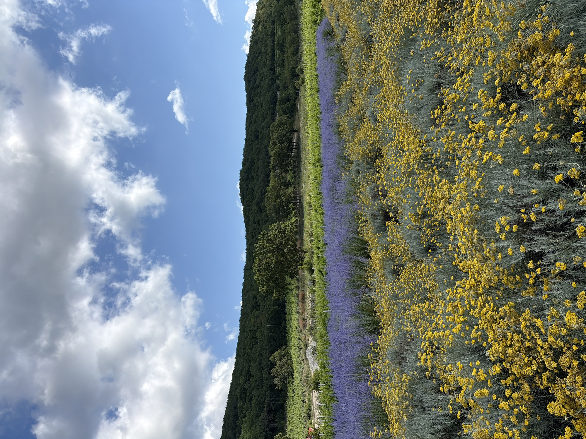 This is a vertical, eye-level, medium shot of a field with rows of yellow and purple flowers stretching into the distance. In the background, a dark green, tree-covered hillside rises under a bright blue sky filled with white clouds. The foreground is dominated by a dense field of small, yellow flowers with grey-green foliage. Behind this, a broad row of purple flowers stretches horizontally across the frame. Further back, green rows of crops, possibly vineyards, are visible. A single large tree stands to the right of the frame, with more trees and the hillside forming the backdrop. The image appears to depict a floral or agricultural landscape, potentially a farm or garden in Semogorskiy, Russia. There are no people or animals visible in the image.