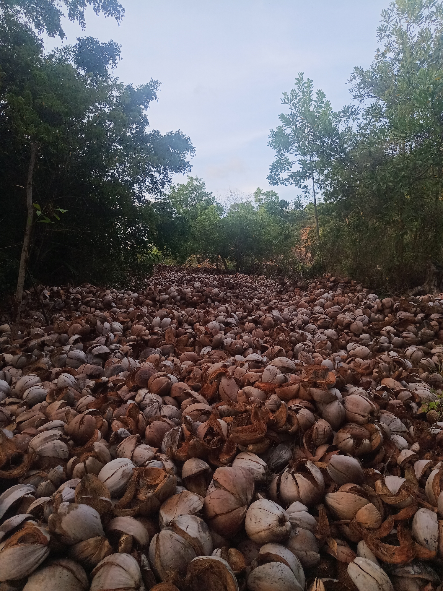 The image depicts a path or clearing completely covered in coconut husks in Moo 4, Thailand. The husks vary in color from light tan to dark brown and appear to be discarded or accumulated in a large quantity. Trees line both sides of the path, creating a natural tunnel. The sky is visible in the background, appearing overcast or early morning. No people are visible. The scene suggests an area associated with coconut processing.
