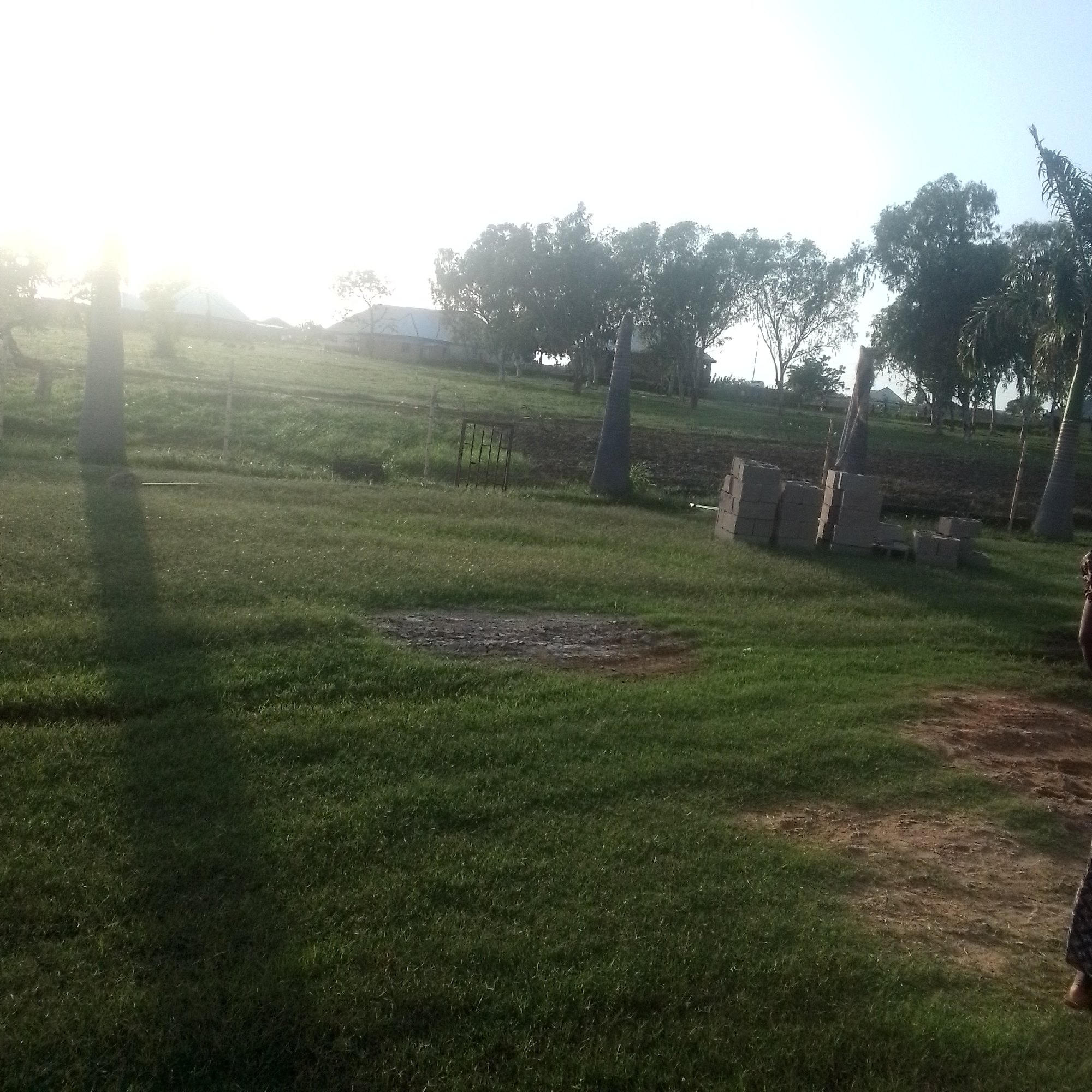 This image depicts an outdoor scene in Jalingo, Nigeria, likely in the early morning or late afternoon due to the low angle of the sun casting long shadows and creating a bright, hazy sky. The setting is a grassy area with some scattered trees and a few buildings in the background, suggesting a rural or semi-rural environment.
The foreground is dominated by a well-maintained grassy lawn, with a dark shadow cast by an unseen object or person on the left side. In the mid-ground, there are several stacks of concrete blocks, indicating ongoing construction or preparation for building. A simple metal gate stands to the left of the blocks, partially obscured by grass. Further back, more trees are visible, with some appearing to be palm trees. The distant background shows a cluster of buildings with light-colored roofs, some of which are low-rise structures.
The weather appears to be clear, with the sun's brightness indicating a sunny day. The overall mood is serene and quiet, with no clear activity taking place beyond the presence of the building materials. The location cues are consistent with a Nigerian setting, particularly Jalingo, known for its generally warm climate and landscapes. There is no visible text in the image.