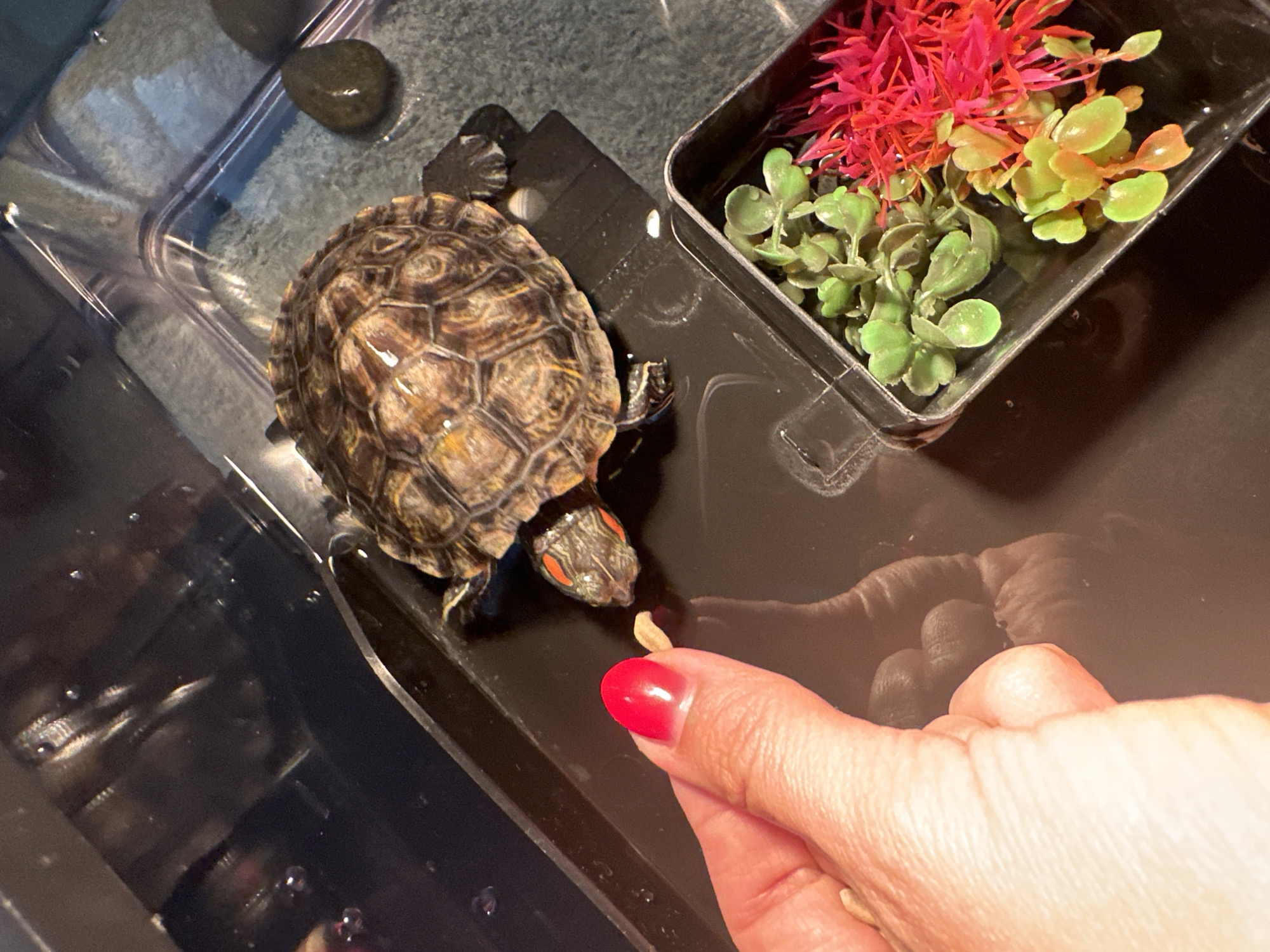 In a clear plastic enclosure, a small red-eared slider turtle is being hand-fed. The turtle's head is extended towards a beige pellet held between a human's thumb and index finger, which are painted with red nail polish. The turtle has a patterned brown shell with yellow and green markings, and distinctive red markings around its eyes. The enclosure contains water, a dark brown platform, and a separate black container filled with artificial green plants and bright pink spiky foliage. Two dark, smooth stones are visible in the background within the enclosure. The image is taken from a high angle, looking down into the enclosure. The lighting suggests an indoor setting. There is no information available about the location of Novoaltaysk, Russia.