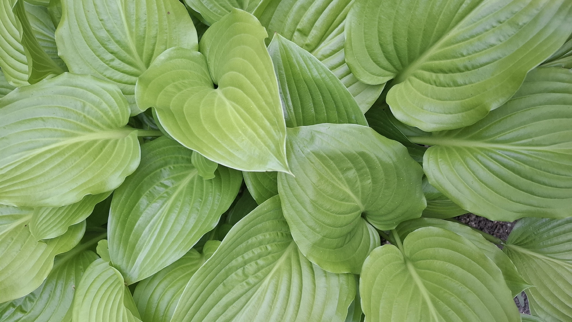 This image, set in the city of Novaya Vasil'evka, Russia, presents a dense, top-down view of numerous vibrant green leaves, characteristic of a Hosta plant. The foliage fills the entire frame, creating a textured pattern of overlapping leaves. The leaves display various shades of green, ranging from lighter, yellowish-green to deeper, cooler green tones. Each leaf exhibits a prominent, deeply corrugated venation pattern running parallel from the central midrib to the edges. Many leaves are broadly ovate to heart-shaped, with smooth, slightly glossy surfaces. Small, translucent water droplets or reflective spots are discernible on the surface of several leaves, particularly on the lower central and upper right sections, indicating recent moisture or high humidity. The overall lighting appears soft and diffused, casting gentle shadows that enhance the three-dimensional quality and contours of the individual leaves without harsh highlights. No other subjects or objects are visible within the tight crop, focusing solely on the dense botanical texture.