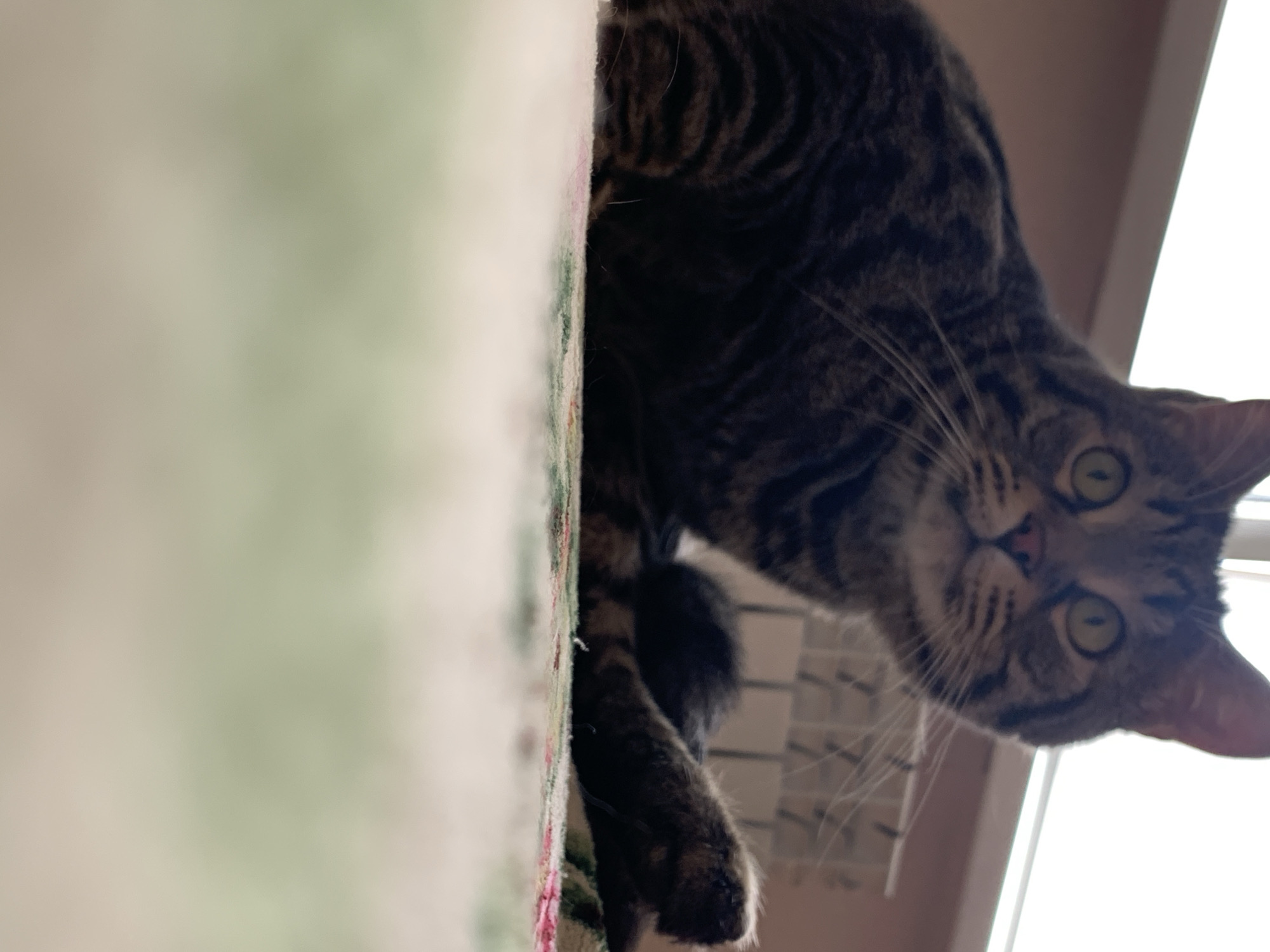 A close-up, tilted shot depicts a tabby cat perched on what appears to be the edge of a bed or similar elevated surface. The cat is mostly dark brown with black stripes, and its paws are extended. The cat gazes directly towards the camera, with visible green eyes. The background shows parts of a room, including a window and a pink wall. The location is not discernible as Stavropol, Russia.