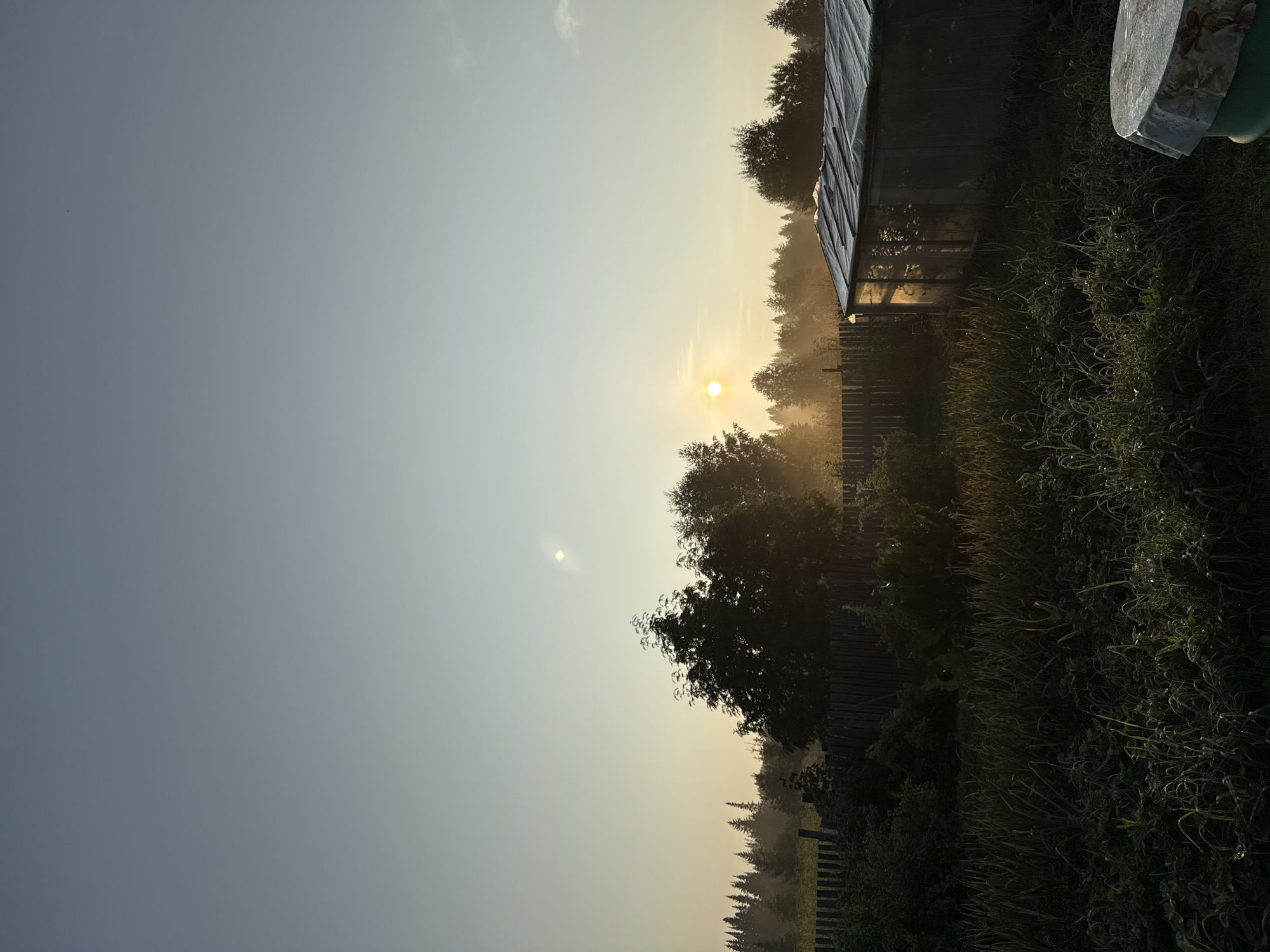 This is a vertical, medium-shot, eye-level photograph taken at dawn in the village of Zasechnyi, Russia. The sun, a bright orange orb, is low in the sky, casting a warm glow and creating a hazy atmosphere over a dense forest bordering a field. In the foreground, a wooden fence runs horizontally across the frame, partially obscured by lush green vegetation and tall grass. To the right of the fence, a greenhouse with a translucent, tarp-covered roof stands. The sky is a gradient of pale blue at the top, transitioning to a soft yellow near the horizon. The overall scene depicts a rural, tranquil morning in Russia.