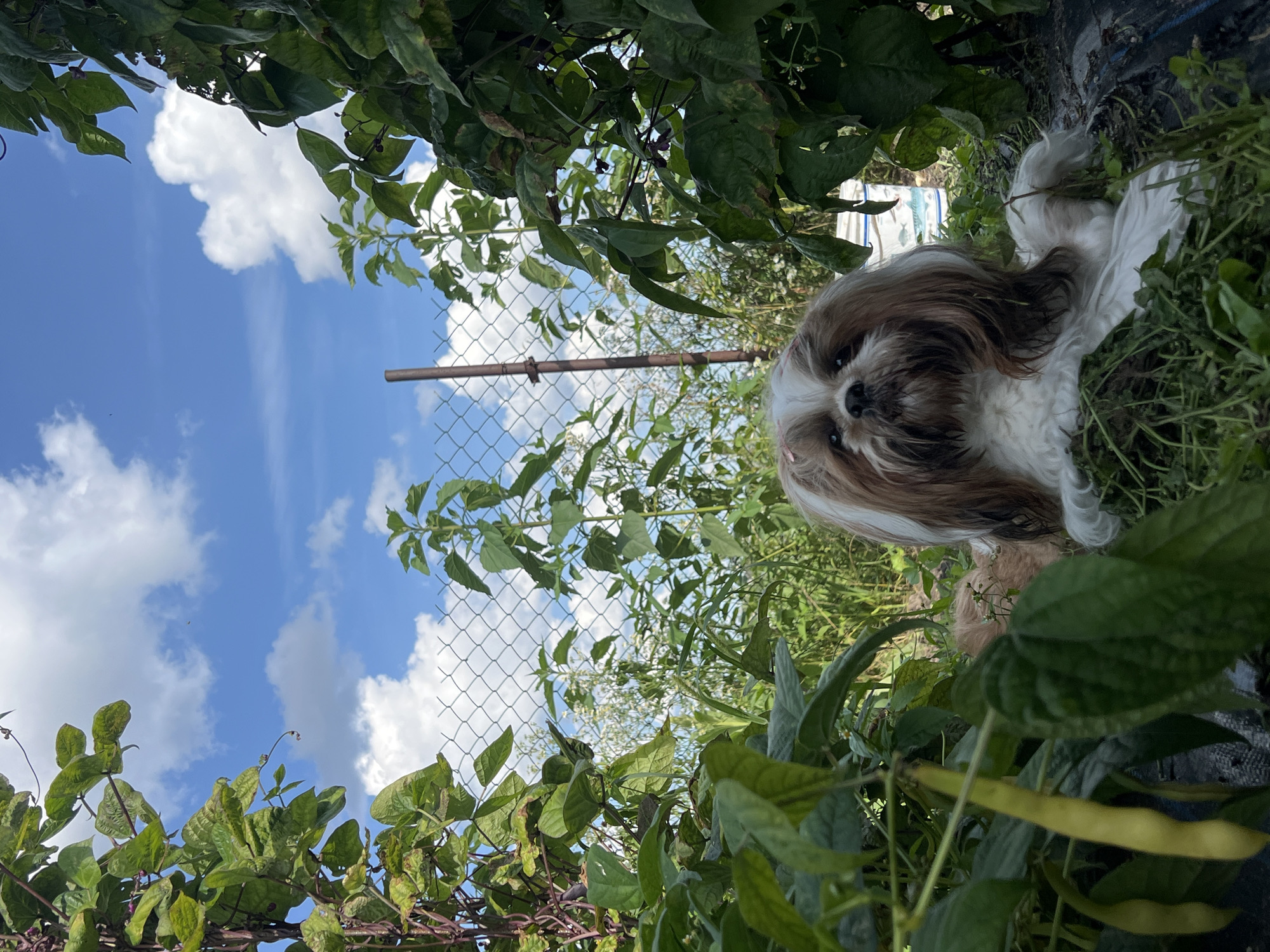 In Fasty, Poland, a Shih Tzu dog with white and brown fur is lying in a garden amongst green foliage and bean plants. The dog is positioned in the foreground, with its head and upper body clearly visible. Behind the dog, a chain-link fence runs horizontally, and beyond the fence, tall green plants and trees are visible under a bright blue sky with scattered white clouds. The overall scene depicts a serene outdoor setting within a residential area.