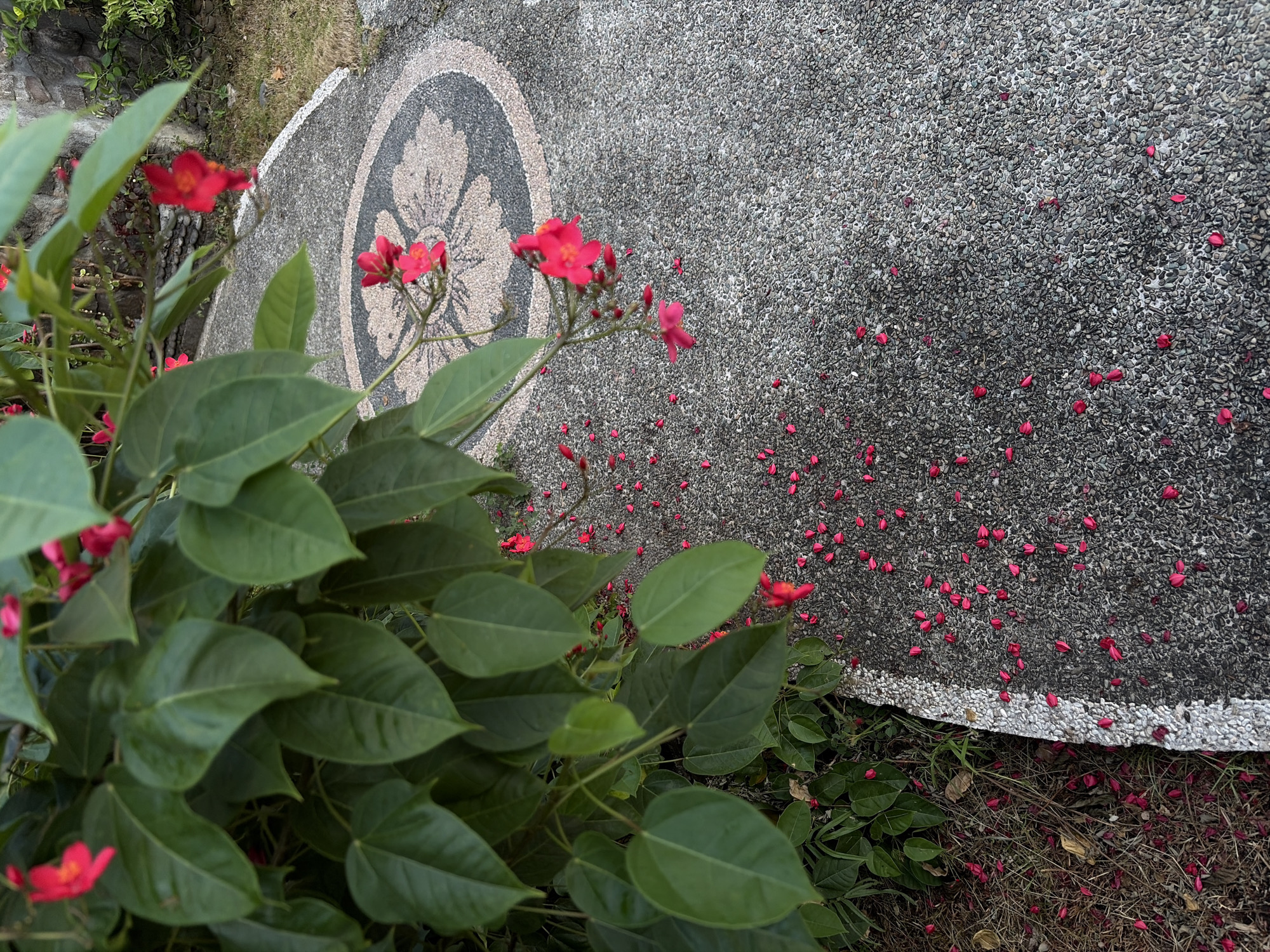 A close-up, eye-level shot captures a pathway in Abang, Indonesia, bordered by lush green foliage and scattered with fallen red flower petals. The pathway itself is made of speckled gray concrete with a decorative circular inlay of lighter stones and darker grey patterns, reminiscent of a stylized floral motif. A white stripe of small, rough stones marks the edge of the pathway where it meets the ground. The ground beside the path is covered with dry grass and more red petals. The foliage, belonging to a plant with large, dark green leaves and delicate clusters of vibrant red flowers, hangs over the pathway, with some petals having fallen onto its surface. The scene is an outdoor, natural environment with evidence of a cultivated garden area.
