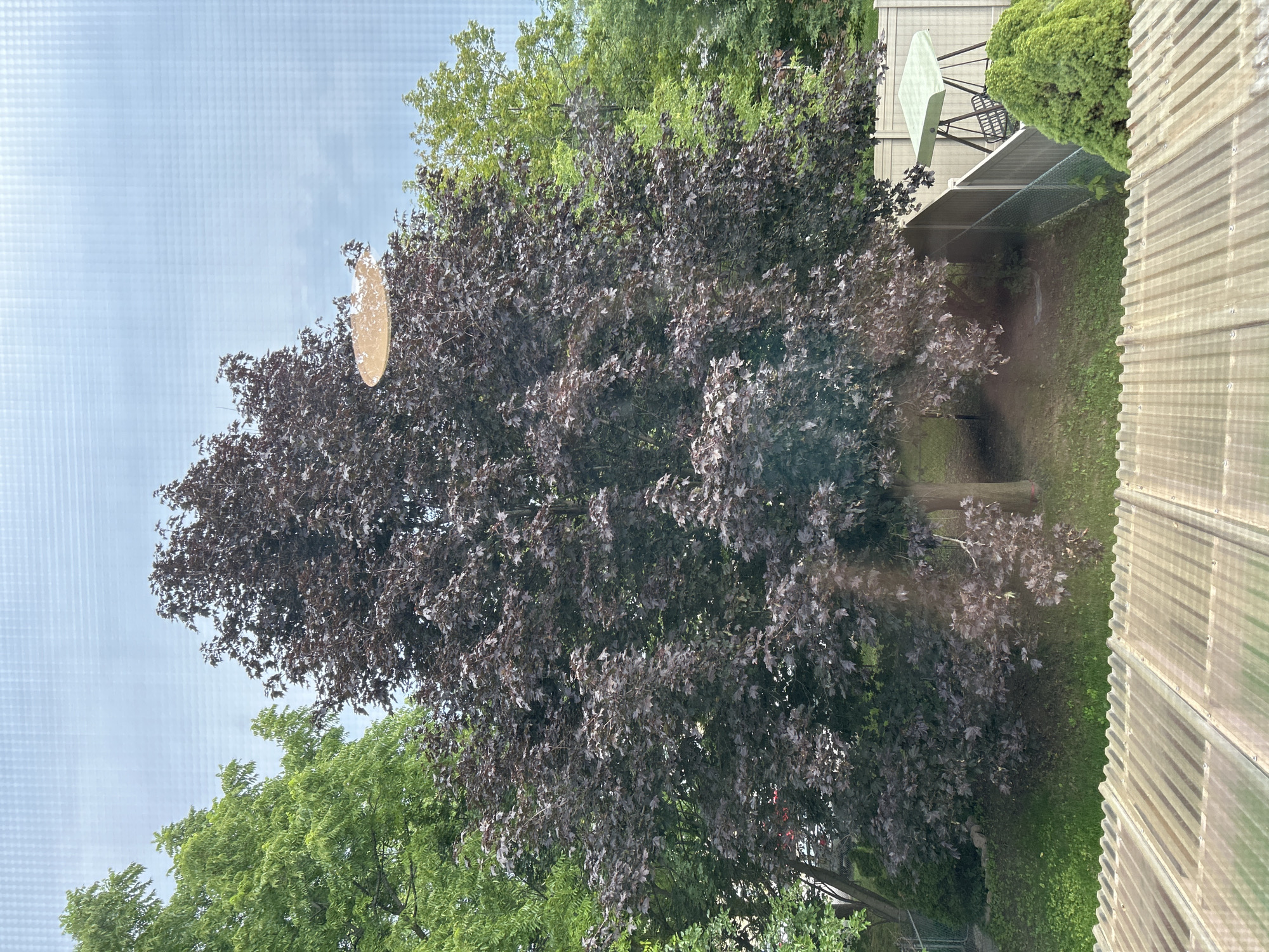 This image, taken from a high vantage point looking down into a backyard, depicts a suburban scene in Newmarket, Canada. The dominant feature is a large, mature deciduous tree with dark reddish-purple foliage, likely a purple-leafed maple, centrally positioned in the frame. To its left and right, other trees with vibrant green leaves provide a contrast. The backyard itself is grassy, with a slight incline leading away from the viewer. A light-colored fence encloses the yard, and in the background, a swing set with a green canopy is visible. In the foreground, the corrugated roof of a structure, possibly a shed or greenhouse, is prominent. The sky is overcast and appears a pale blue with subtle grid-like patterns, suggesting the image may have been taken through a screened window or similar barrier. No people are present in the image.