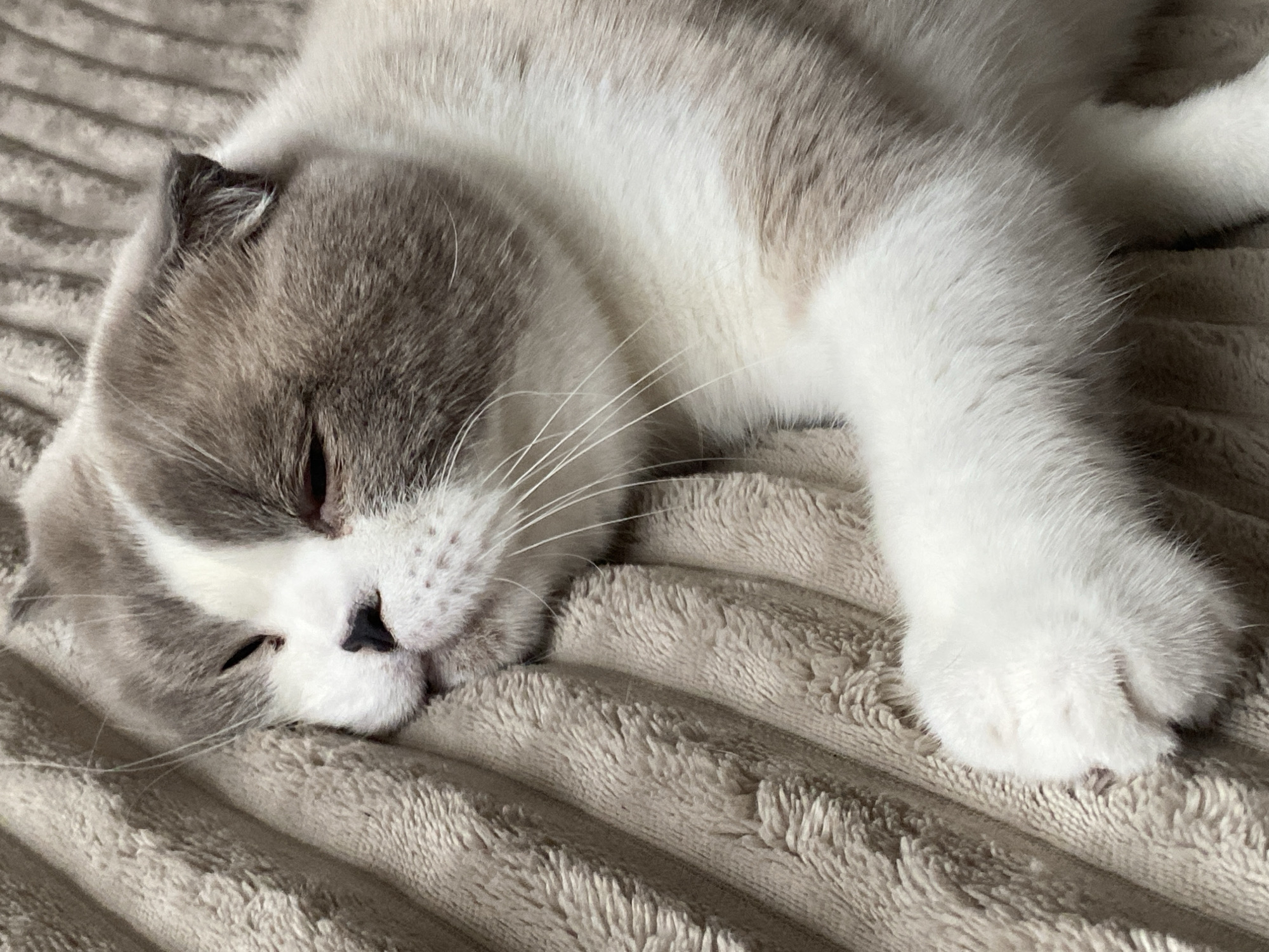 A Scottish Fold cat is sleeping on a textured beige blanket. The cat has white and grey fur, with grey coloring on its head and ears, and white fur on its chest and paws. Its eyes are closed, and its head is resting on its paws. The blanket has a ribbed texture. The scene is a close-up, indoor shot. No information about Novokuznetsk, Russia, is discernible from the image.