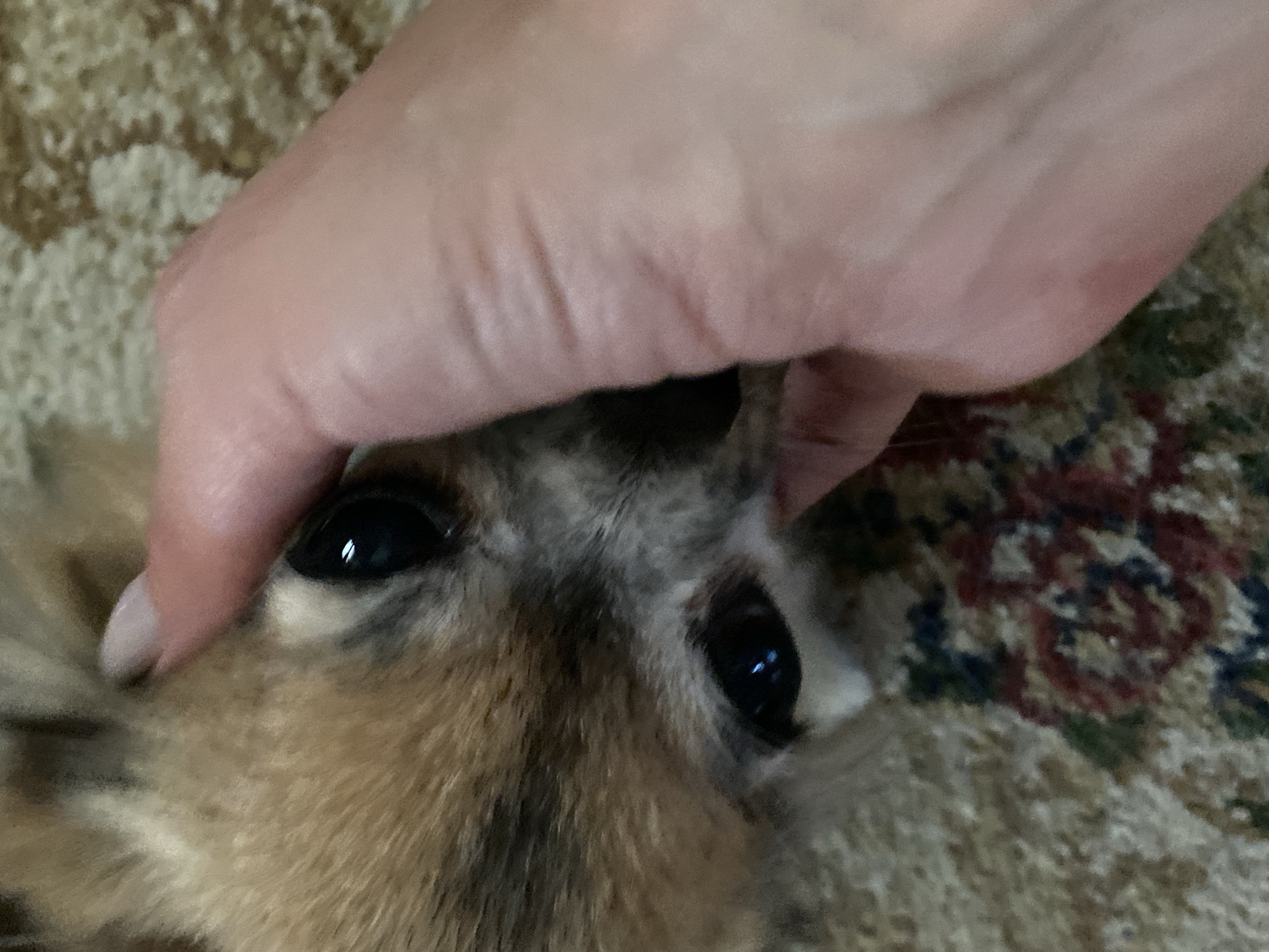 A close-up, low-angle shot shows a human hand gently touching the face of a small, tan and brown dog. The dog's large, dark eyes are visible, reflecting light. Its fur appears soft and fluffy. The hand, with a painted fingernail, is positioned near the dog's nose, obscuring part of its face. The background is a textured, carpeted surface with a subtle floral pattern. The image is taken indoors, likely in a residential setting within the city of Maykop, Russia.