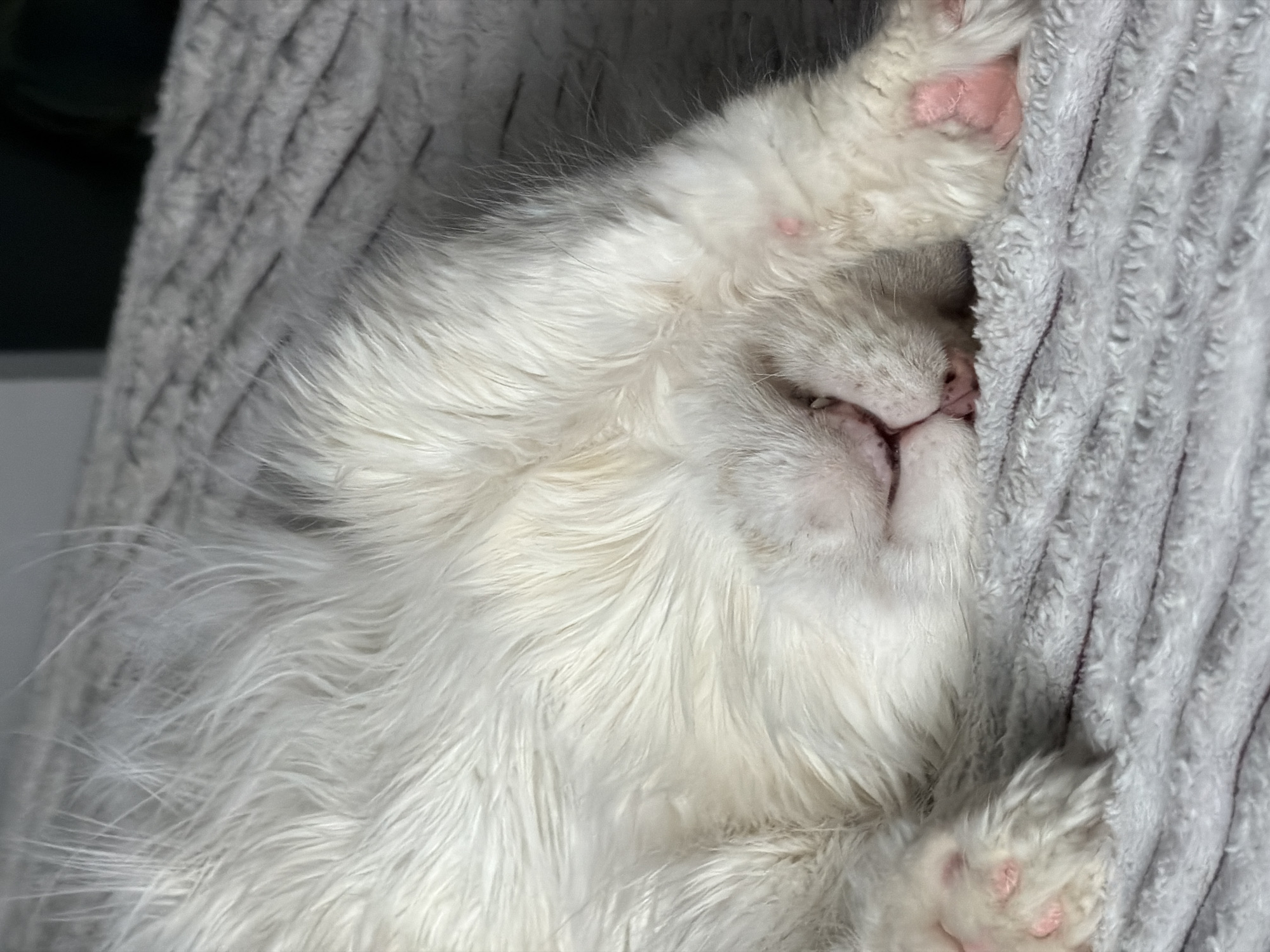 A white, long-haired cat is sleeping between the folds of a grey blanket. The cat is positioned sideways with its head near the top, exposing its pink paws. The nose and a small portion of the gums and teeth are visible. The cat's fur appears slightly wet. The location is not discernible from the image.