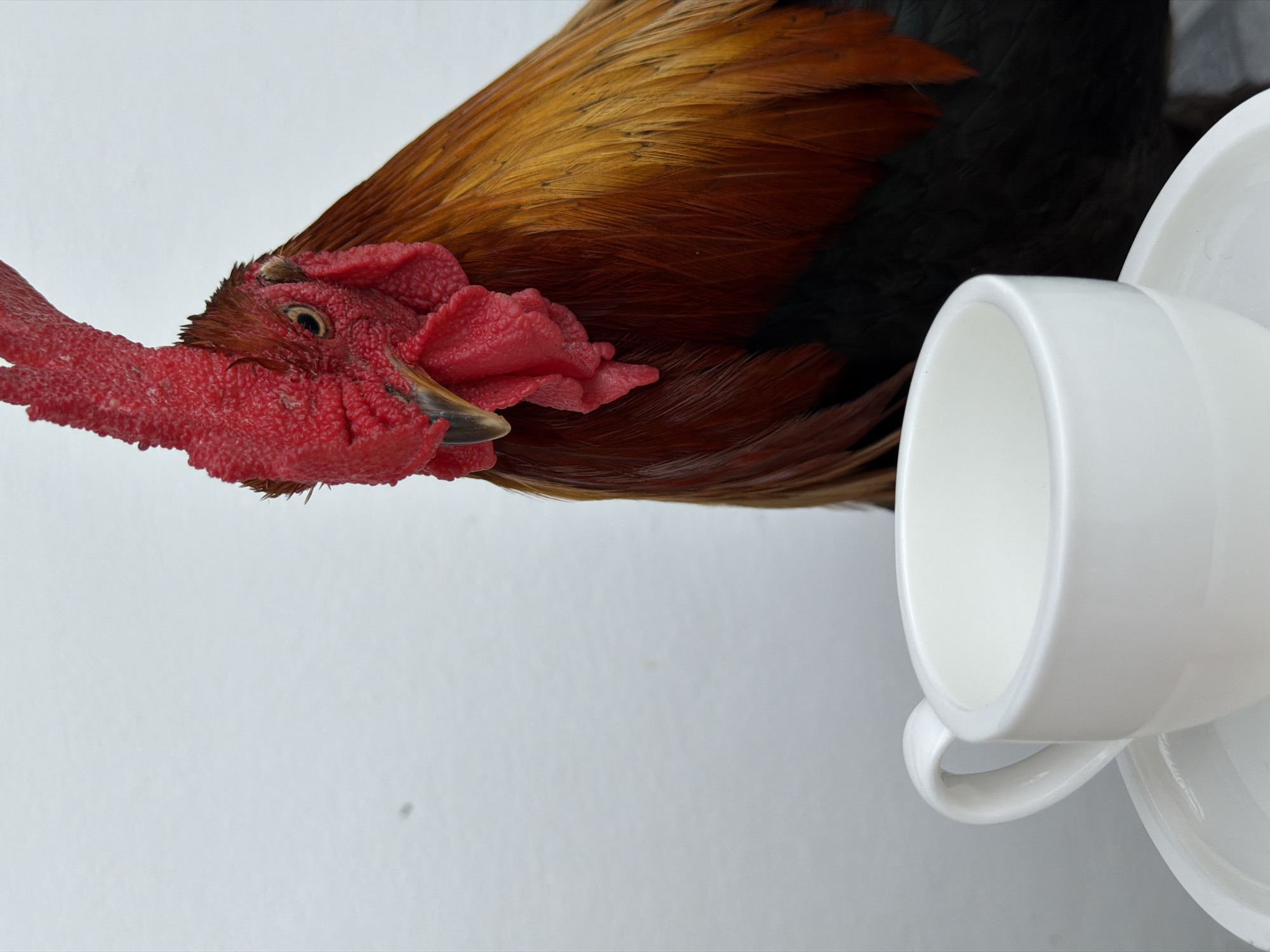 In Baan Bo Phut, Thailand, a close-up shot focuses on a rooster and a white teacup. The rooster, positioned on the right, displays vibrant red comb and wattles, with rich brown and golden feathers covering its neck and body. Its eye is visible, looking towards the left. In the foreground, a white ceramic teacup with a saucer sits on a surface, its interior empty. The background is a plain, off-white wall, creating a minimalist setting for the subjects.