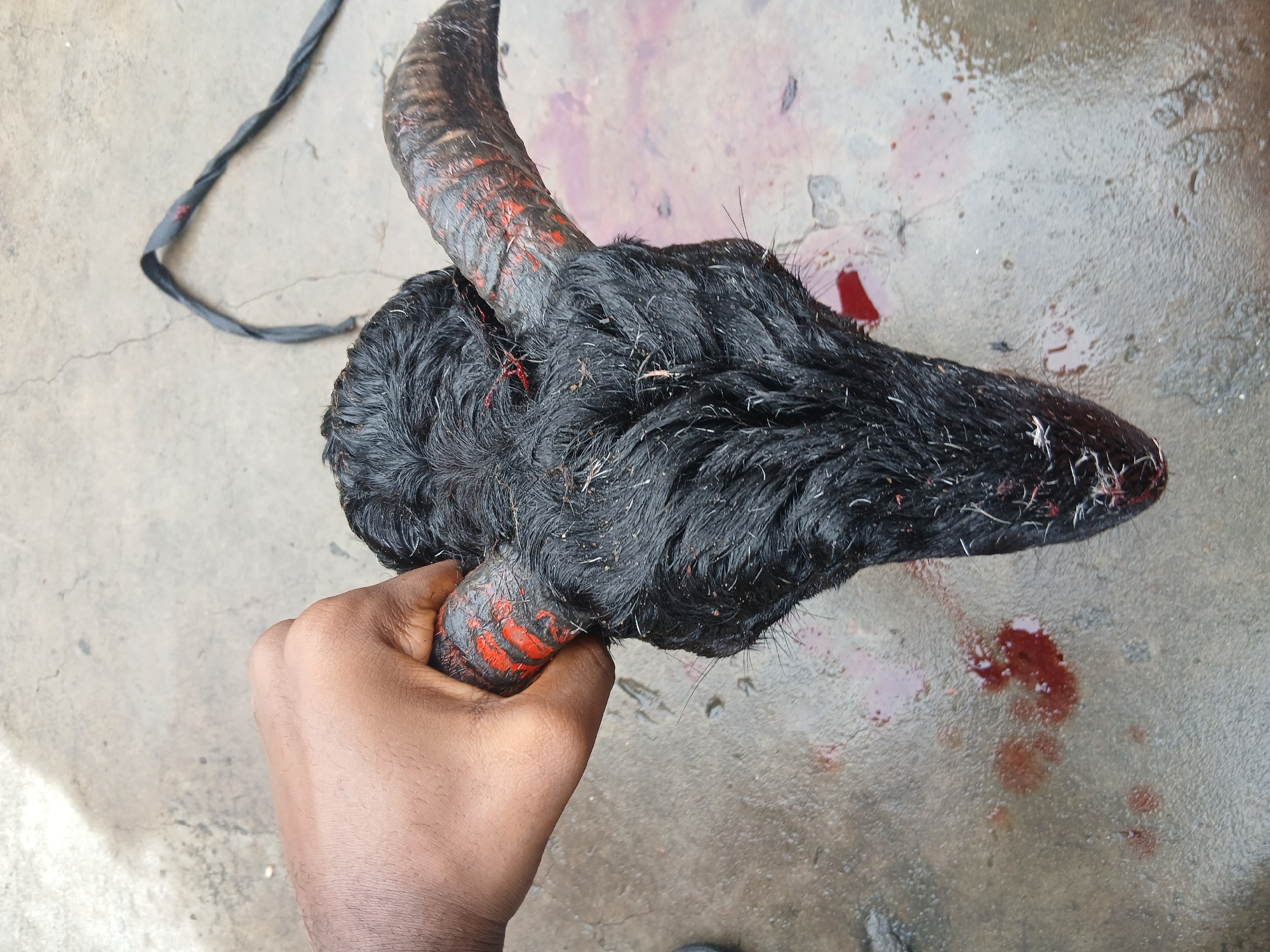 A human hand is holding a severed black goat's head with horns. Red markings are visible on the base of the horns. Blood is present on the head and has dripped onto the concrete surface below. A black braided rope is visible in the upper left corner of the frame. The setting appears to be an outdoor concrete surface. The location is stated to be Lagos, Nigeria.