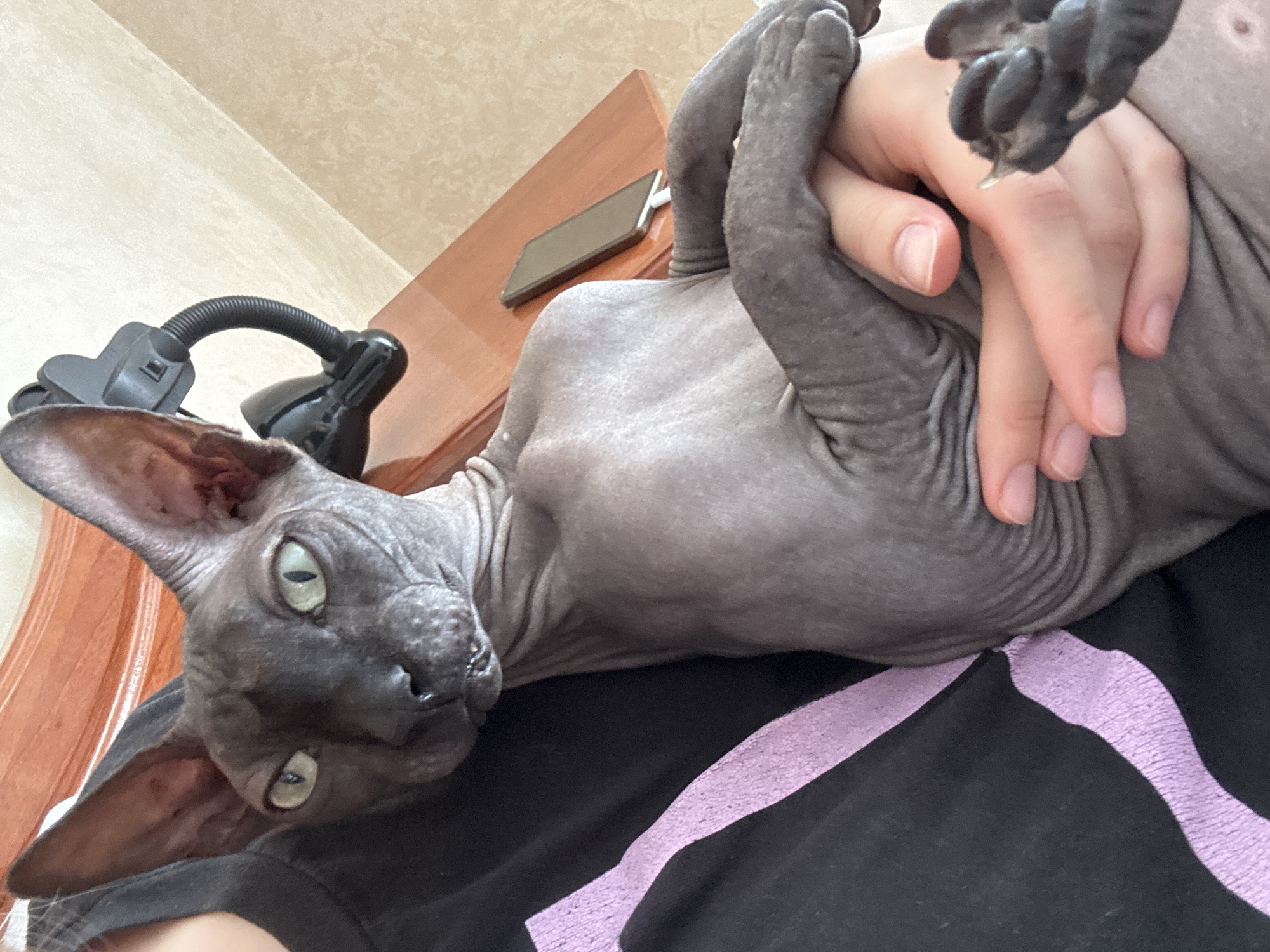 A hairless Sphynx cat is being held by a person. The cat is dark gray with large ears and green eyes. The person's hands are visible, holding the cat. The cat is wearing a black shirt with a pink design. In the background, there is a wooden surface with a phone and a black corded phone handset. The environment appears to be indoors, possibly a home. The location is identified as Tiraspol, Moldova.