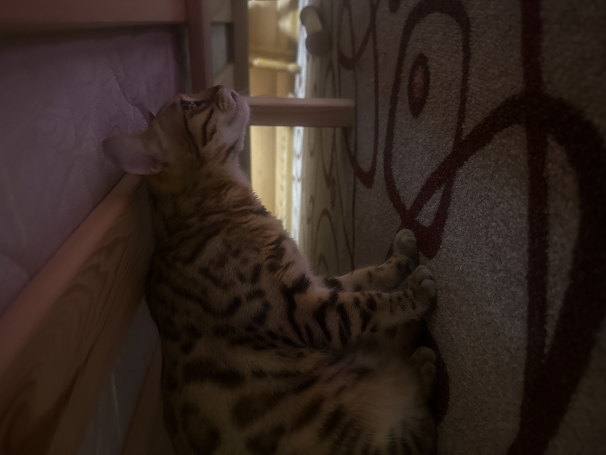 A Bengal cat is depicted sitting on a patterned carpet under a piece of furniture in a dimly lit indoor setting. The cat, exhibiting a tawny and dark brown rosetted and striped coat, is positioned with its left side towards the viewer, facing right with its head slightly elevated. Above the cat, the underside of a mattress or upholstered surface, supported by a wooden frame, is visible and illuminated with a subtle purplish-pink light. The carpet beneath the cat is light-colored with dark red/maroon swirling patterns. To the right, a wooden furniture leg stands on the carpet. Further to the right in the mid-ground, a light-colored, bone-shaped object, possibly a pet toy, rests on the carpet. The distant background features out-of-focus light-colored wooden furniture. Location: Unknown, Unknown.