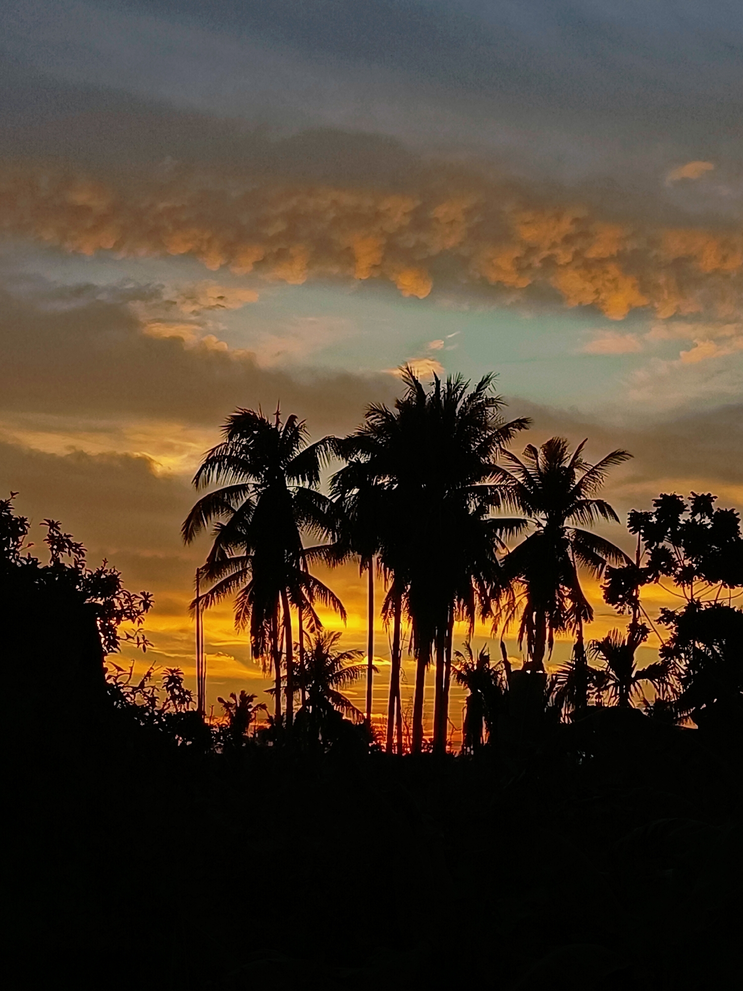The image depicts a silhouetted landscape of palm trees and foliage against a vibrant sunset sky. The sky transitions from a deep blue at the top to shades of orange, yellow, and teal as it approaches the horizon, with wispy clouds illuminated by the setting sun. The foreground is dominated by the dark outlines of several coconut palm trees and other tropical vegetation, creating a striking contrast with the colorful sky. The scene appears to be a natural outdoor setting, possibly in a rural area. Given the reference to Blang Cut, Indonesia, the location is likely a tropical coastal or inland area characterized by palm trees and lush vegetation. There are no people or specific structures visible in the image. The focus is on the natural beauty of the sunset and the silhouette of the tropical environment.