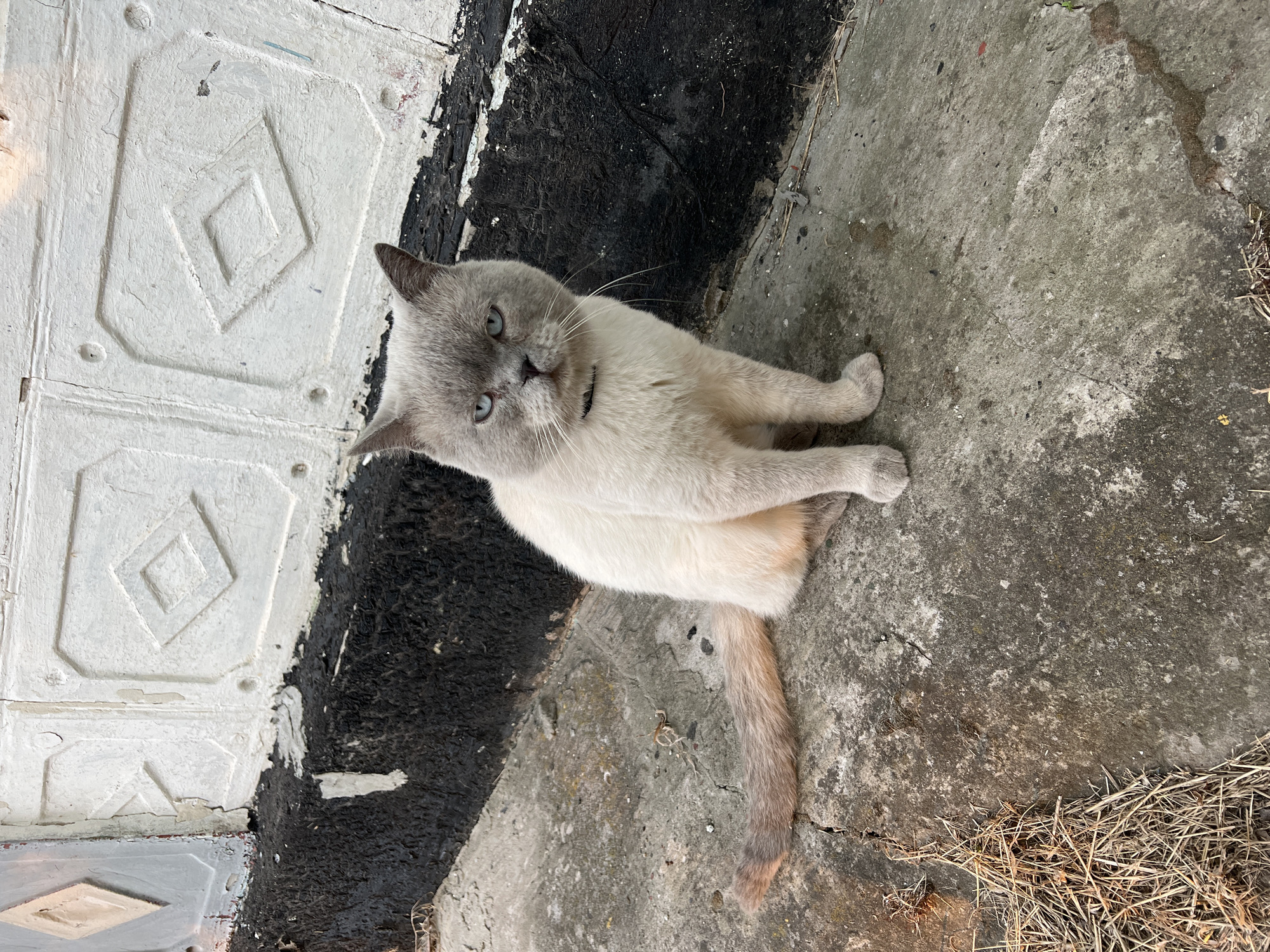 A light-colored cat with blue eyes sits on a concrete surface in front of a white wall with a black base. The cat is facing forward, and its tail is curled to its left. The wall behind the cat has a diamond-shaped pattern. The concrete surface is cracked and appears weathered. Dry grass and debris are scattered on the ground to the left of the cat. The lighting suggests it is daytime, possibly late afternoon due to the shadows.