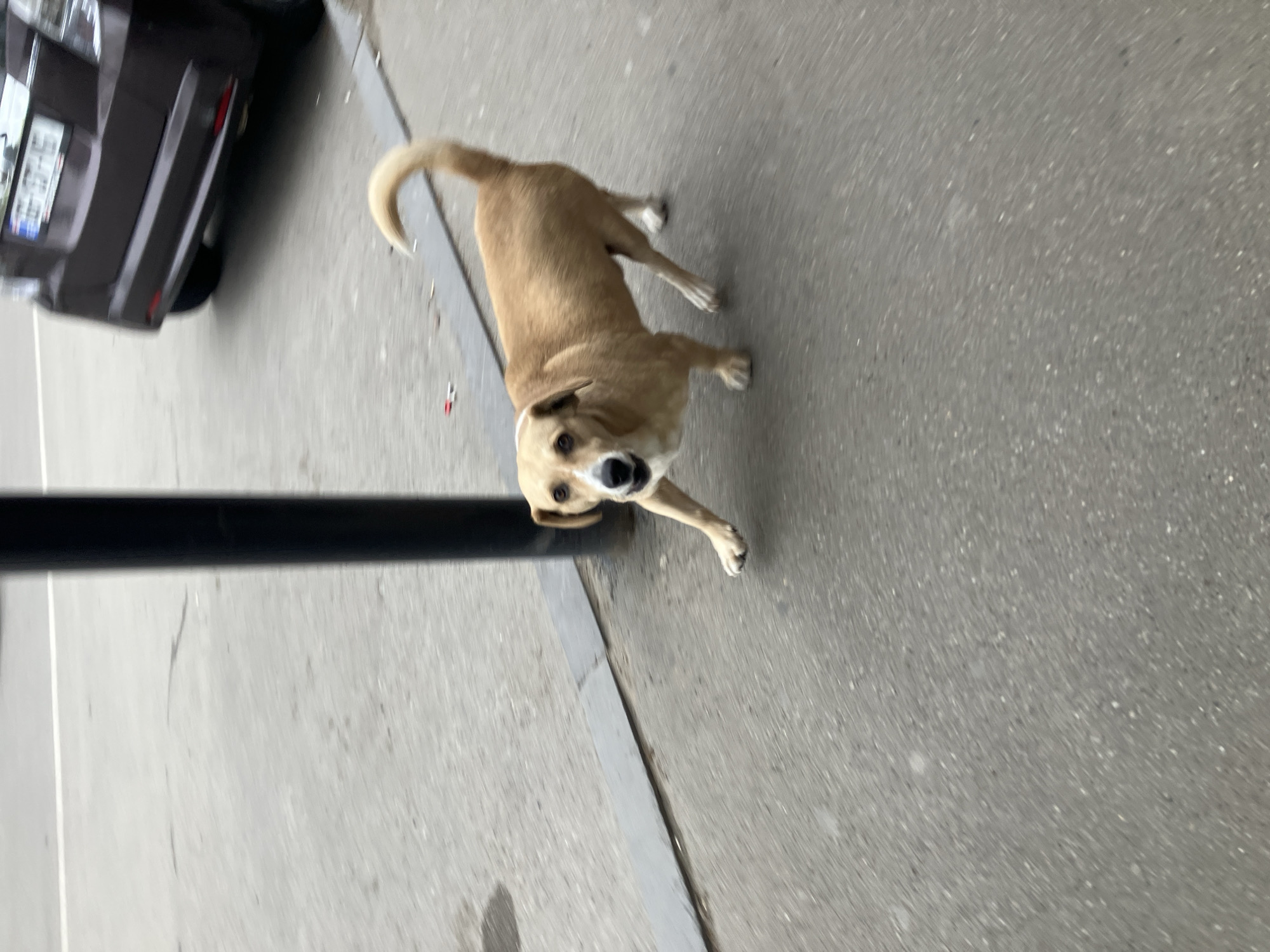 A medium-sized, tan-colored dog with a white collar is prominently featured, standing on a paved surface, likely a sidewalk or street in Tbilisi, Georgia. The dog looks directly upwards at the camera with wide, dark, curious eyes and a slightly open mouth, appearing alert and possibly friendly. Its tail is curled over its back.
To the left of the dog, the rear of a dark-colored car, resembling an SUV or hatchback, is parked. A Georgian license plate is visible on the car, showing a format consistent with the region (two letters, three numbers, two letters). A black, vertical pole stands between the dog and the car, slightly obscuring the dog's left side. The ground is paved with asphalt or concrete, and some small debris, possibly cigarette butts, can be seen near a dark curb. The scene is illuminated by natural daylight, likely under overcast conditions, as evidenced by the lack of distinct shadows.