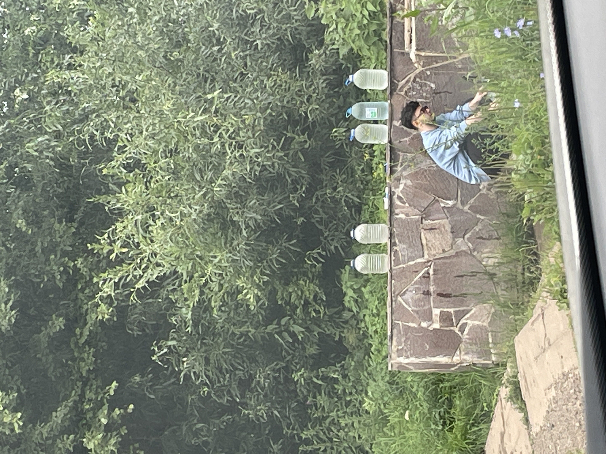 A young man wearing sunglasses and a light blue collared shirt over dark pants is crouching in tall green grass next to a stone wall. He is reaching into the grass with his right hand. Behind him, on top of the stone wall, are six large plastic bottles filled with clear liquid. The background is dominated by dense green foliage. The scene is situated outdoors, with a paved path visible in the lower left corner. The location is identified as Gavrilovka, Russia.