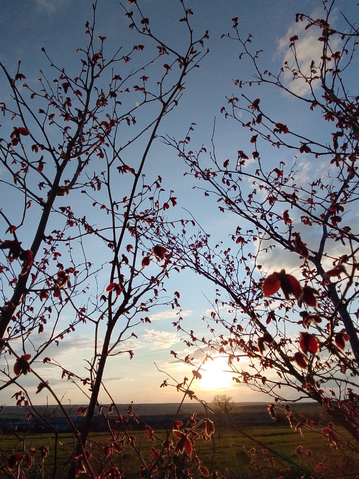 This image depicts a serene natural landscape at sunset in Khlevnoye, Russia, viewed through a foreground of tree branches. The main subjects are the silhouetted branches of a deciduous tree, adorned with numerous small, reddish-brown leaves that catch the warm light from behind.
The sun, a bright and intense orb, is positioned low on the horizon in the lower right portion of the frame, casting a golden glow across the scene. The sky above is a clear blue, transitioning to lighter tones near the horizon, with scattered, wispy white clouds.
Below the horizon, a vast, flat expanse of green fields or pastures stretches into the distance, suggesting a rural setting. A few faint outlines of distant trees and possibly some structures are visible against the horizon.
The overall impression is one of tranquility and natural beauty during the golden hour. There is no visible human activity or text within the image. The framing by the branches and leaves adds a sense of depth and focus to the illuminated sky and distant landscape.