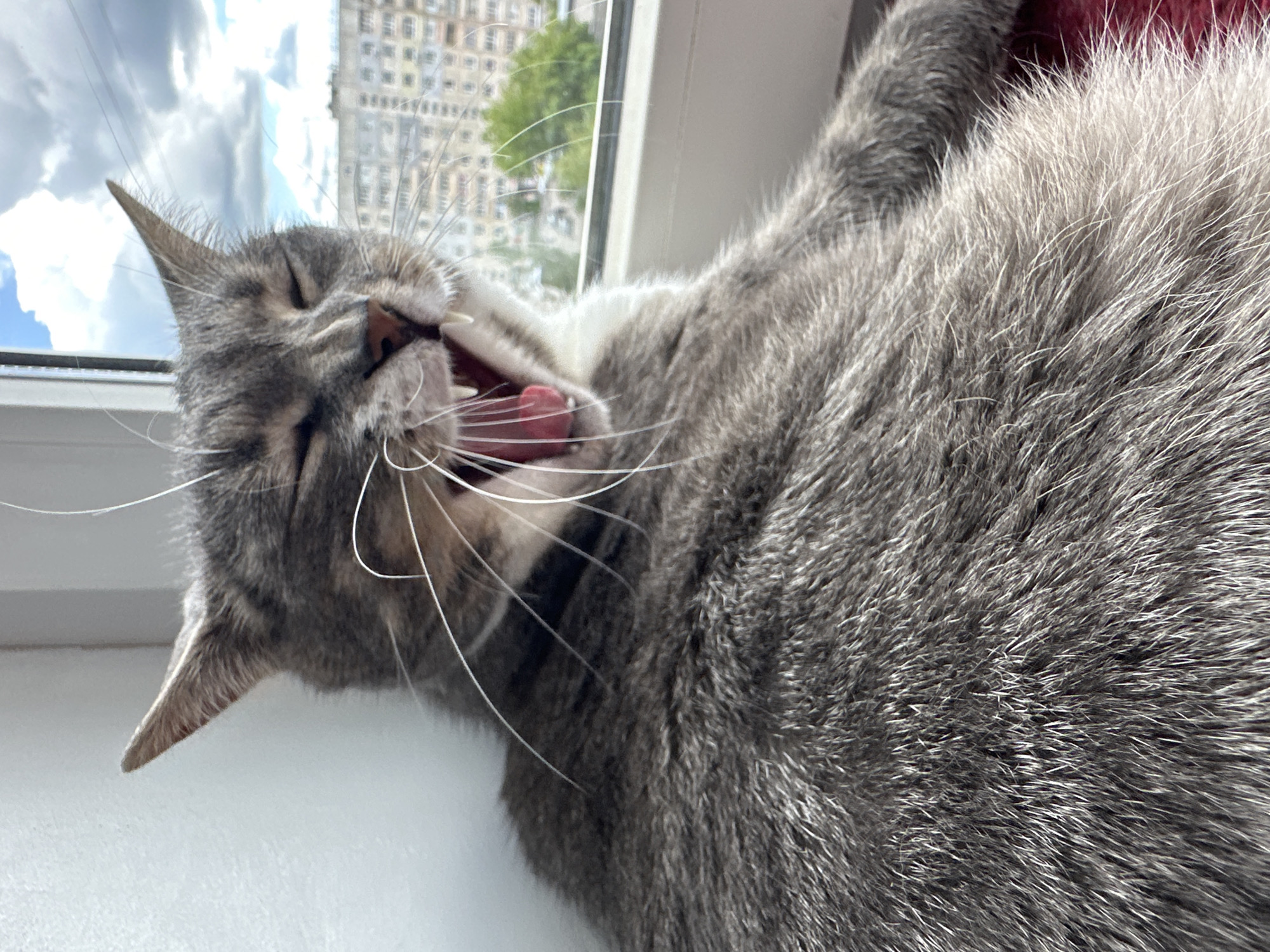 A gray tabby cat lies on a white windowsill, its head near the left side of the frame and body extending towards the right. The cat's mouth is open in a wide yawn, revealing pink gums and teeth. Its eyes are closed, and whiskers are splayed out around its face. Outside the window, a tall building is visible in the background against a cloudy sky. The location appears to be in an urban environment, but the city is unknown.