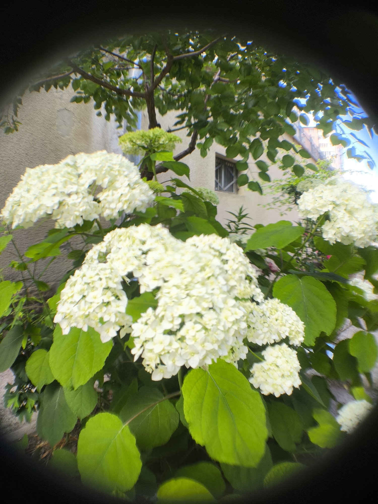 The image captures a close-up view of white hydrangea flowers blooming in front of a building. The flowers are the primary subject, with several large clusters of delicate white petals dominating the foreground. Lush green hydrangea leaves surround the blooms, adding to the vibrant, natural feel of the scene.
In the background, a pale-colored building is visible, with a window featuring a metal grate. A tree with green leaves arches over the hydrangeas, casting some shade and adding depth to the composition. The overall setting appears to be an outdoor space, possibly a garden or courtyard adjacent to a residential building. The lighting suggests it is daytime, with bright sunlight illuminating the flowers and casting soft shadows. The image has a slightly distorted, fisheye effect, particularly around the edges, which gives it a unique, artistic quality. There is no visible text in the image. The scene evokes a sense of tranquility and the beauty of nature.