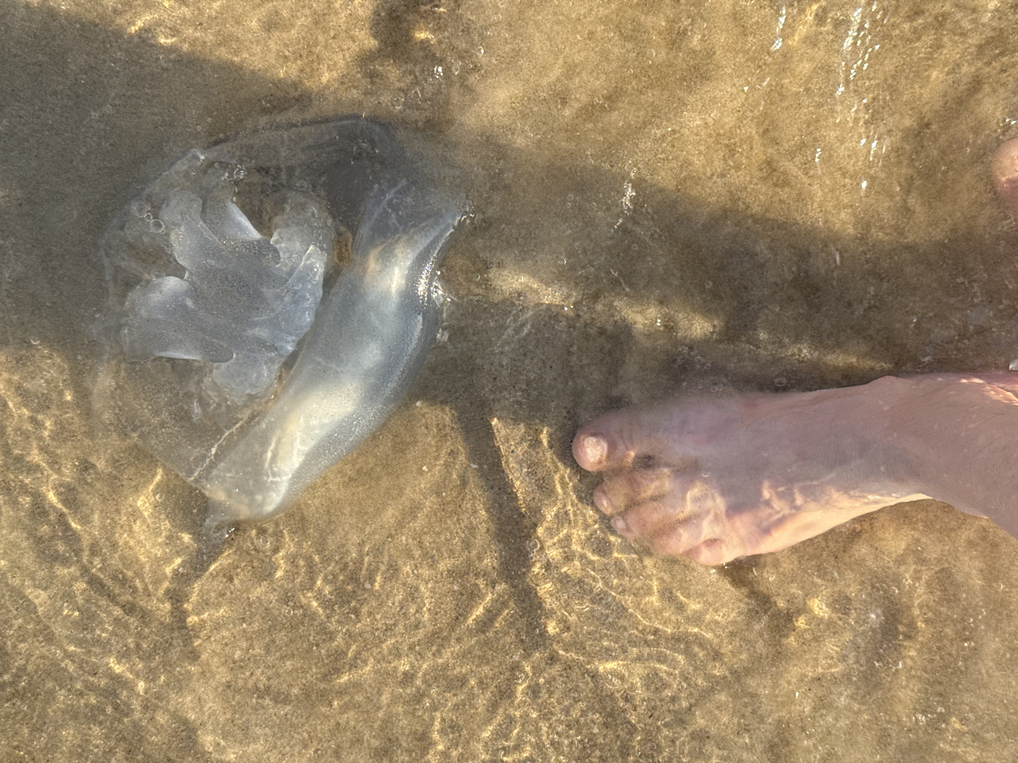 The image depicts an overhead view of a shallow waterline on a sandy beach in Tel-Aviv, Israel. In the lower-left quadrant, a light-skinned human foot is partially submerged in the clear water, with the toes distinctly visible. To the upper-right of the foot, a large, translucent, grayish-white jellyfish lies in the shallow water or on the wet sand. The jellyfish exhibits an irregular, somewhat collapsed bell structure. The sandy seabed beneath the water is light brown, and sunlight filtering through the water creates shimmering patterns and ripples on the surface. Small air bubbles are visible in the water, particularly around the jellyfish.