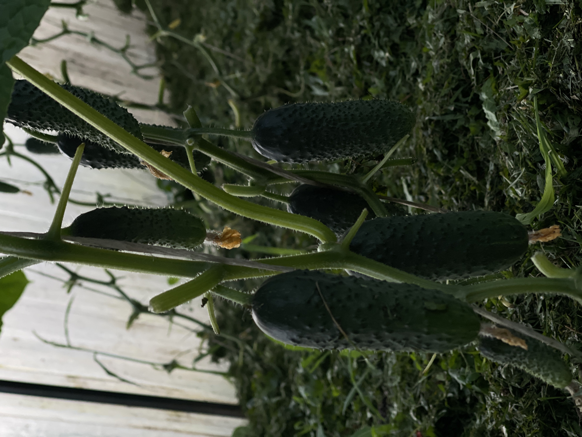 The media file shows a close-up, side-view of several cucumbers growing on a vine. The cucumbers are dark green and covered in small spines. They are attached to a sturdy, green stem that is also covered in fine hairs. Some of the cucumbers are larger and more developed, while others are smaller and still growing. A few small, withered yellow flowers are also visible on the vine. The background is a blur of green foliage, suggesting the cucumbers are growing outdoors in a garden or farm setting. The lighting appears to be natural, likely daylight, with no strong shadows indicating a specific time of day. The image focuses on the organic growth of the cucumbers, highlighting their texture and the details of the plant. There is no visible text in the image. The overall impression is one of natural growth and abundance in a garden.