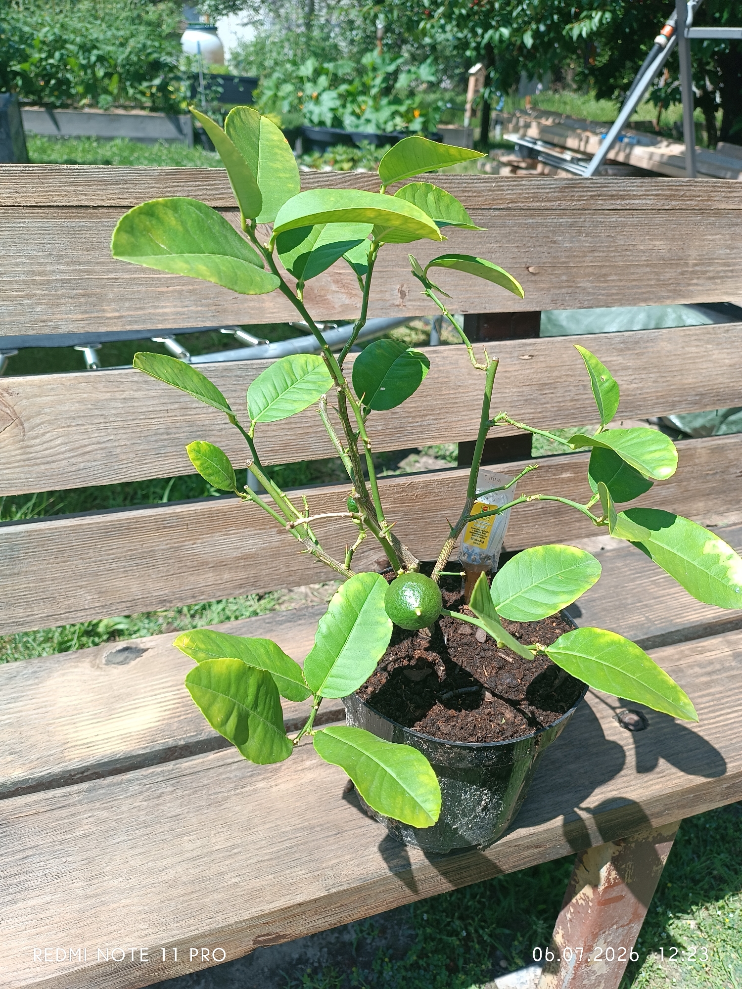 A potted citrus plant with a single small green fruit sits on a weathered wooden bench. The plant has green leaves, some of which appear slightly yellowed, and a few small thorns on its branches. A yellow tag with text in an unknown language is attached to one of the branches. The bench is outdoors, with greenery and a fence visible in the background. The image was taken in Vita-Poshtova, Ukraine, on July 6, 2026, at 12:23 PM.