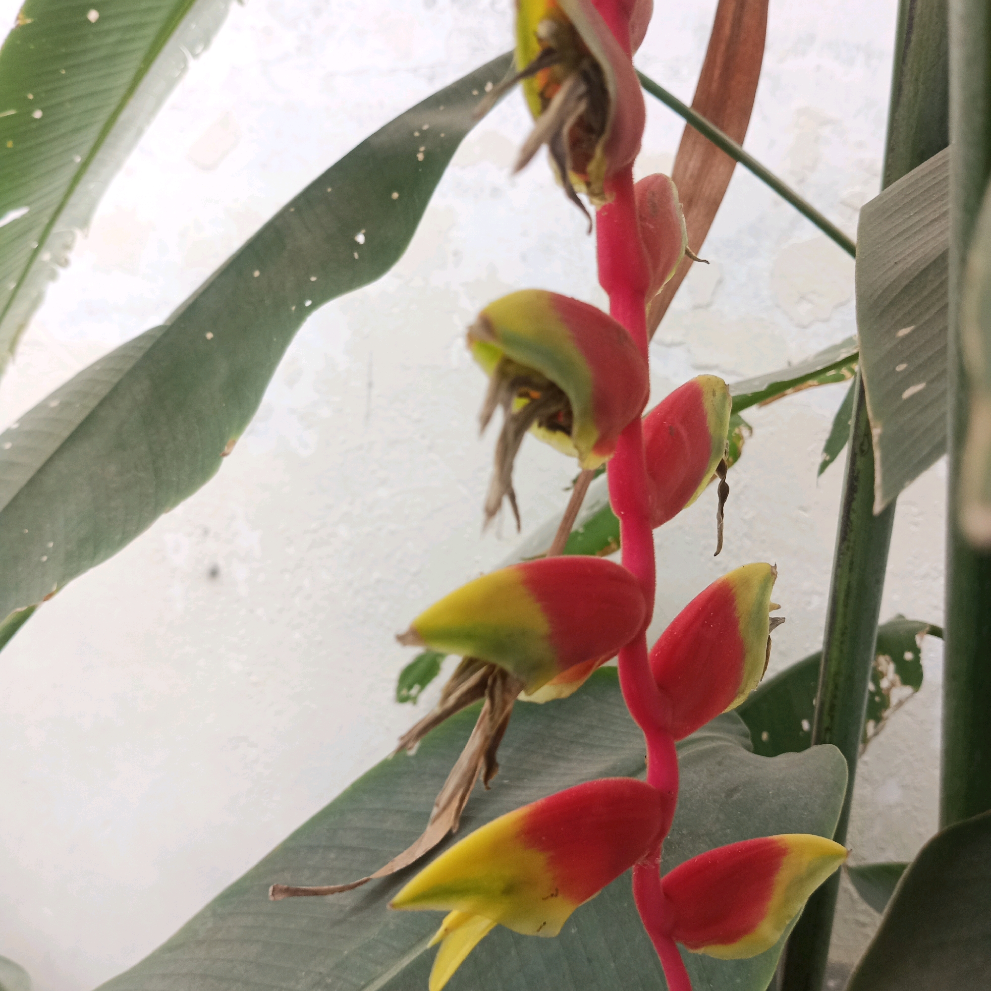 The image shows a close-up of a Heliconia flower hanging downwards against a light-colored, textured wall. The flower has bright red bracts tipped with yellow. Several green leaves are visible, some in focus and others out of focus. The overall scene suggests a garden or outdoor setting in Wringinanom, Indonesia. There are no people or animals visible in the image.