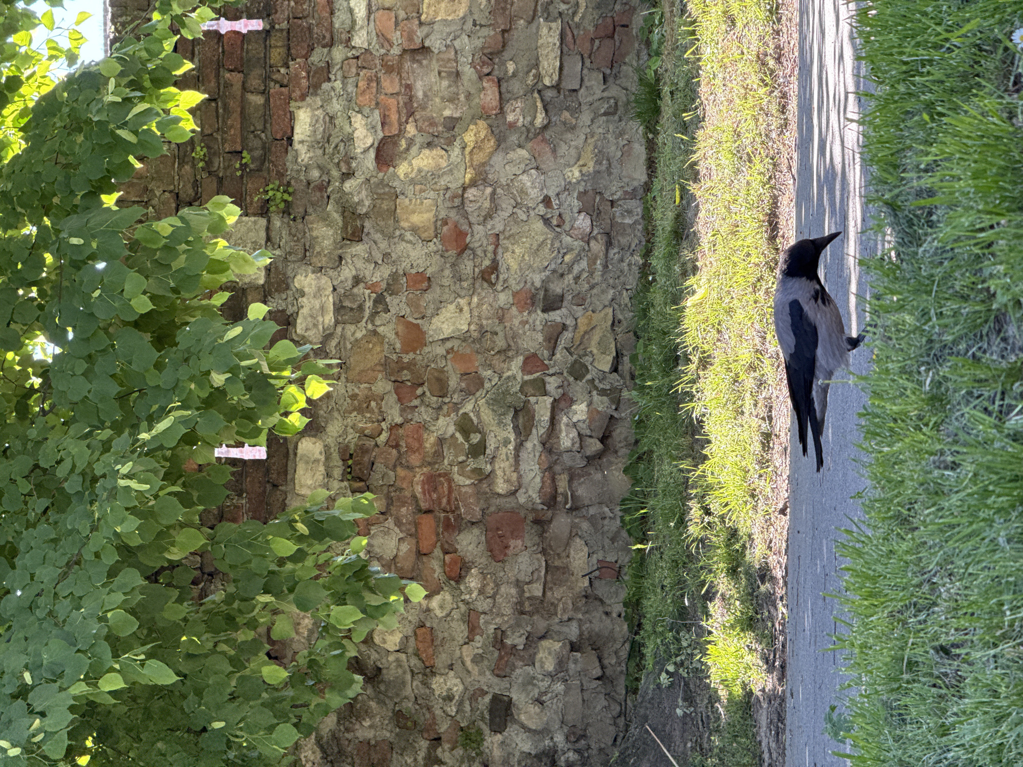 The image shows a hooded crow standing on a paved walkway in Belgrade, Serbia. To the left, a tree obscures part of an old brick wall. Grass borders the walkway on one side. The lighting suggests a sunny day.