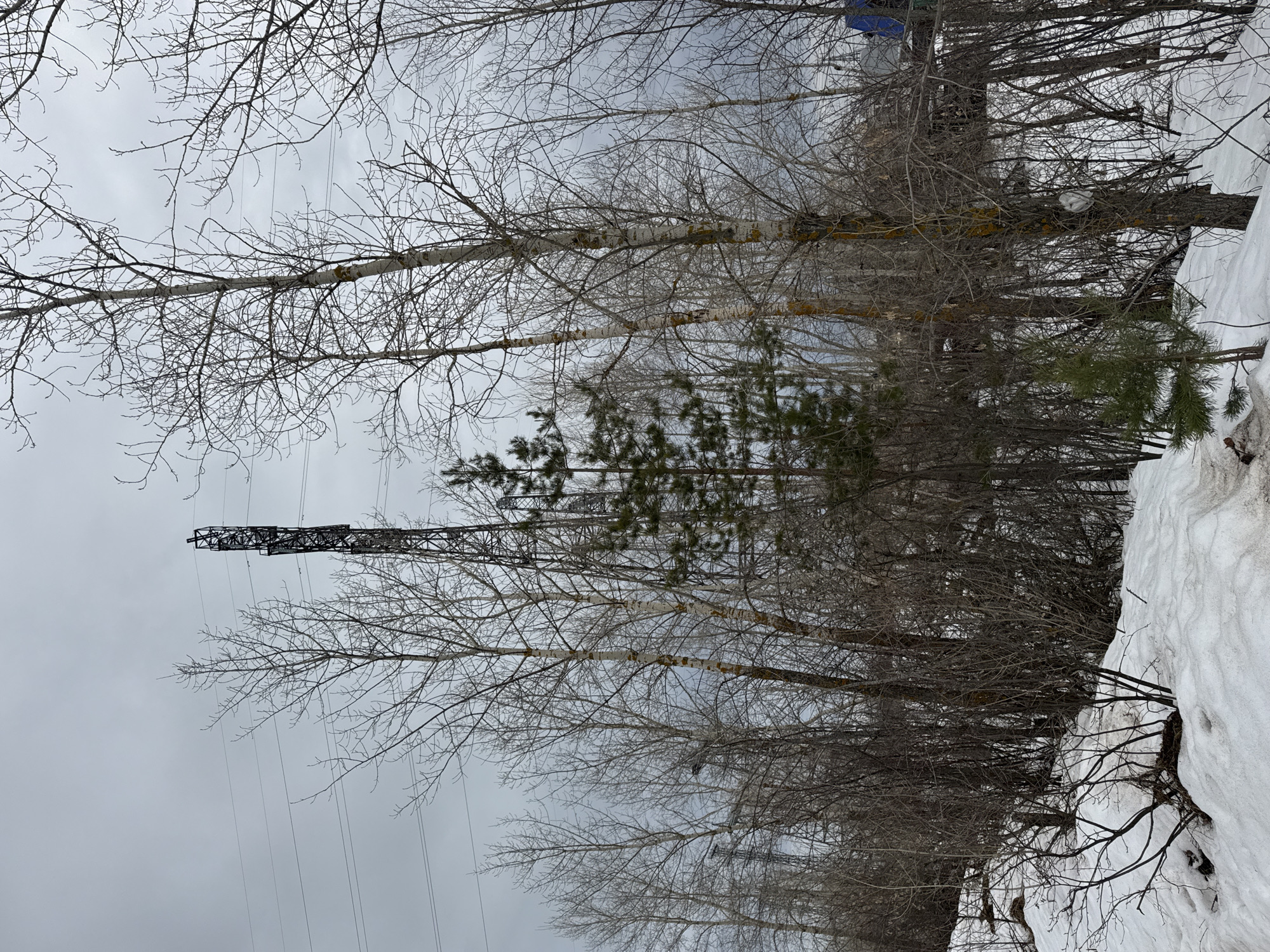 The image depicts a winter scene in Chaikovsky, Russia, characterized by a predominantly overcast sky. Leafless birch trees with white trunks and a few evergreens dominate the foreground and middle ground. A metal electrical transmission tower with power lines is visible through the bare branches. A snowdrift covers the right side of the image.