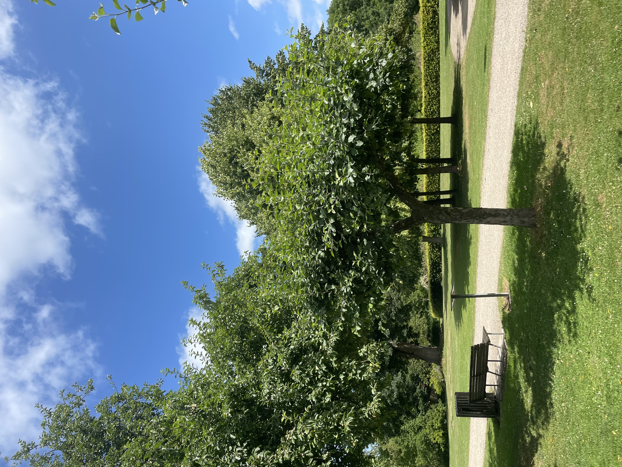 The image depicts a park scene on a sunny day with a blue sky and scattered white clouds. In the foreground, a young tree with green foliage stands on a patch of green grass. To the left of the tree, a park bench and a waste bin are situated near a gravel path. The path curves through the grassy area, with more trees and hedges visible in the background. The scene suggests a public park in Horsens, Denmark, likely during springtime or summer. There are no people or animals visible in the image.