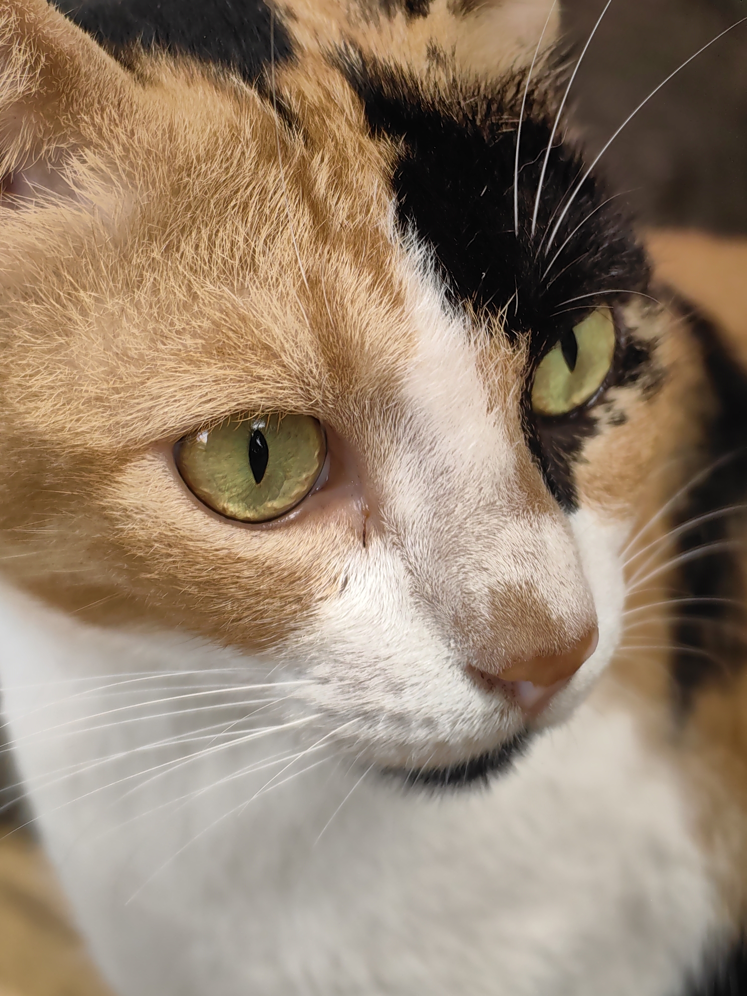 The image is a close-up, eye-level shot of a calico cat's face, cropped from the side to focus on its features. The cat has striking green eyes with black, vertical pupils. Its fur exhibits a calico pattern of orange, black, and white. The whiskers are prominent and white. The background is blurred, with hints of earthy tones, suggesting an outdoor or natural setting. There are no discernible Mumbai landmarks or any other humans in the image. The focus is entirely on the cat's face.