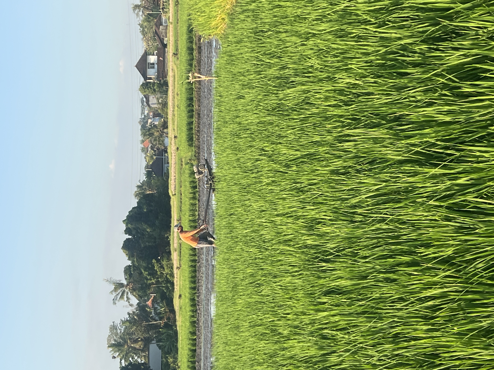In Kediri, Indonesia, a farmer in an orange shirt and patterned pants is operating a tiller in a flooded rice field. The field is a vibrant green, with dense rice stalks filling the foreground. In the background, beyond the field, a cluster of houses and trees are visible under a clear blue sky. The scene depicts agricultural activity in a rural setting.