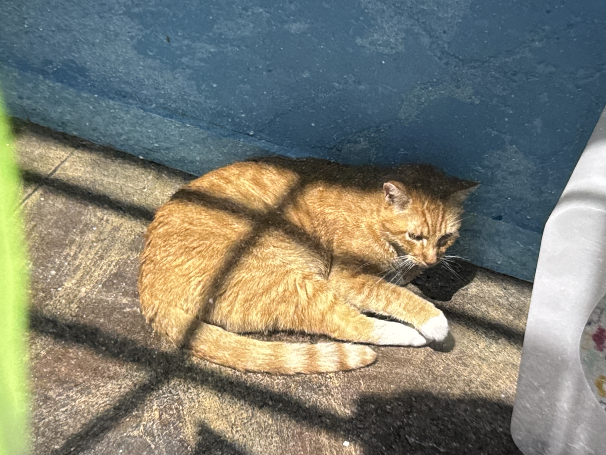 A ginger cat with white paws is curled up on a textured, concrete surface, bathed in sunlight which casts sharp shadow patterns across its fur. The cat is lying next to a vibrant blue wall. To the right of the cat, a white object, possibly a container or piece of furniture, is partially visible. The scene appears to be outdoors, likely in a yard or alleyway. No specific landmarks or identifiable features place the image within Los Angeles.