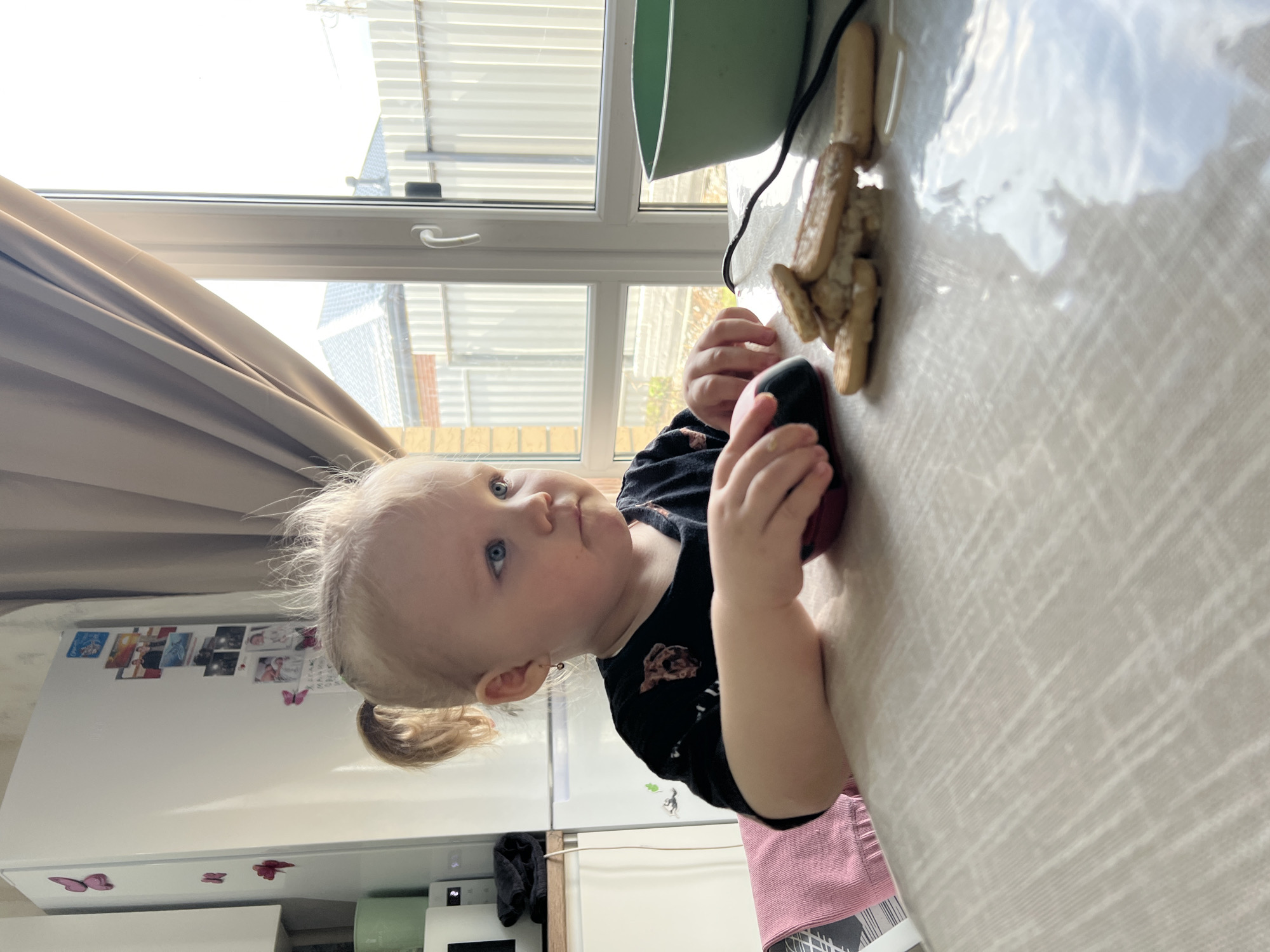 A toddler stands at a table in a kitchen. The toddler is fair-skinned with blonde hair in pigtails. They are wearing a black shirt with a pink apron. The toddler holds a black and red object in their hands. On the table are a green bowl, some biscuits, and a clear plastic sheet. A window is behind the toddler, revealing a view of houses outside. The kitchen contains a white refrigerator adorned with magnets and photos. The location is most likely not in Leninakan, Russia, due to the absence of visual indicators or clues to support that claim.