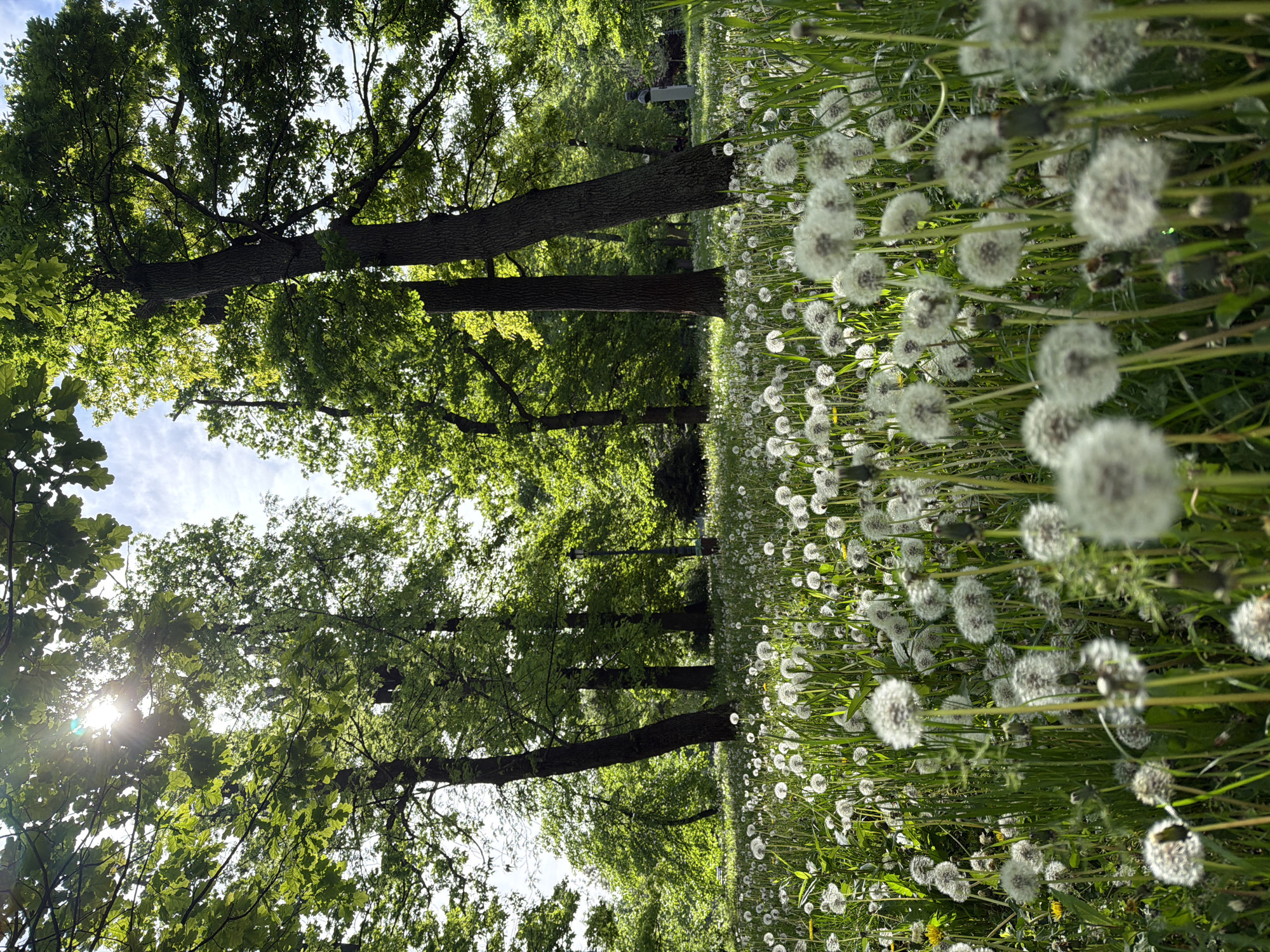 The image shows a field of dandelions in Sofia, Bulgaria. Trees are visible in the background, their leaves filtering sunlight. A person stands in the distance, partially obscured by trees.